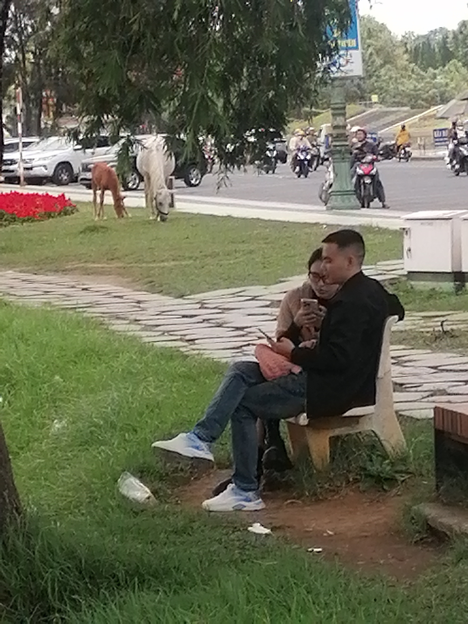 The image depicts a park scene in Da Lat, Vietnam, characterized by lush green grass, a stone pathway, and trees overhead. In the foreground, a man and a woman are seated on a bench, with the man in a black jacket and jeans, wearing white sneakers. The woman, in a brown top, is leaning on him, holding a mobile phone. Beside them, a plastic bottle lies on the grass.
Further in the background, two horses graze on the lawn, one a light color and the other a chestnut brown. Behind the horses, white SUVs are parked. The midground shows a street with several motorcycles carrying riders, some with helmets. The overall atmosphere suggests a relaxed, everyday moment in a public space, with a mix of leisurely activity and urban traffic.