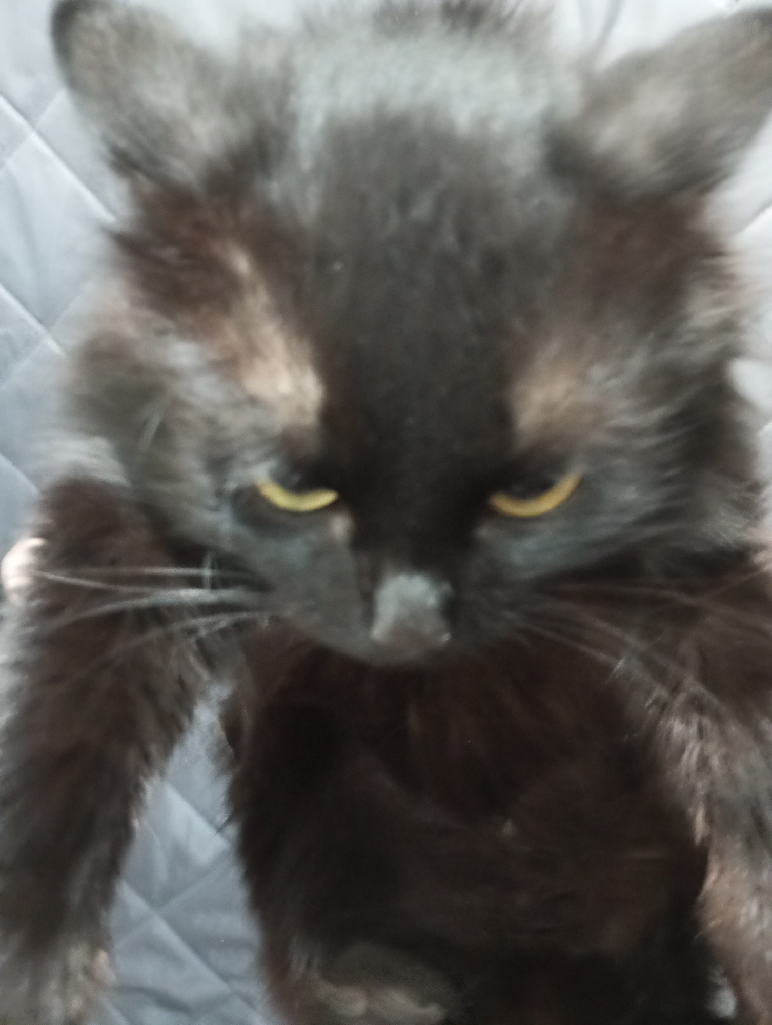 A close-up, blurry photo shows a black cat with yellow eyes. The cat appears to be looking down. The background is a quilted fabric or surface. There is no indication of the location being Буренка, Russia.