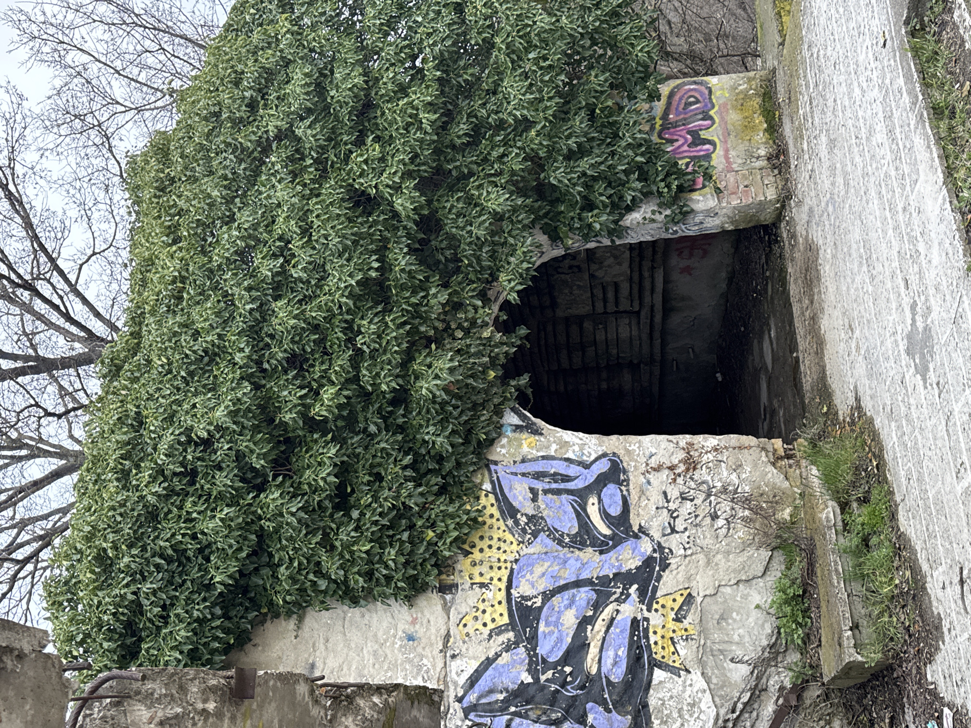 The image depicts an abandoned structure in Varna, Bulgaria, heavily overgrown with ivy. The concrete structure features a dark, recessed opening, possibly a doorway or entrance, with graffiti present on the adjacent walls. The graffiti includes stylized figures and abstract markings in purple, black, and yellow paint. The concrete is cracked and crumbling in places, suggesting age and disuse. To the left of the structure, bare tree branches are visible against a gray sky. The overall environment is one of urban decay and neglect.