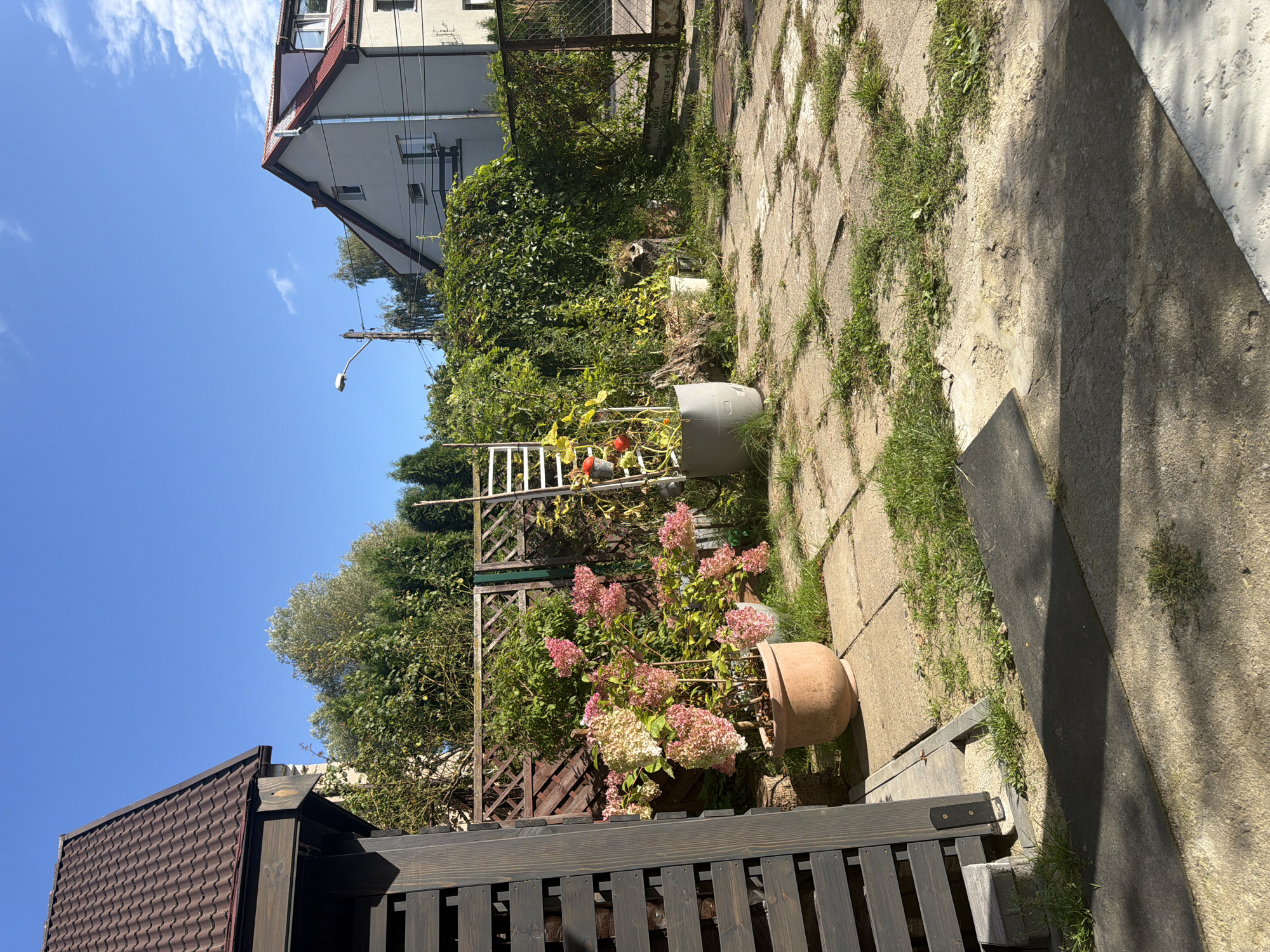 The image depicts a sunlit backyard in the city of Szczecin, Poland. The yard is paved with concrete slabs, interspersed with patches of green grass. On the left, a dark wooden structure, possibly part of a gazebo or fence, casts a shadow. In the center, a large terracotta pot holds a lush hydrangea plant with pink and white blooms. Behind it, a trellis supports leafy green vines. Further back, a gray cylindrical planter contains a plant with yellow leaves and red tomatoes. To the right, a chain-link fence borders the yard, and a light-colored house with a red roof is visible in the background. A streetlamp stands near the house. The sky is clear blue with a few wispy white clouds. The overall scene suggests a well-maintained but somewhat untamed garden area.