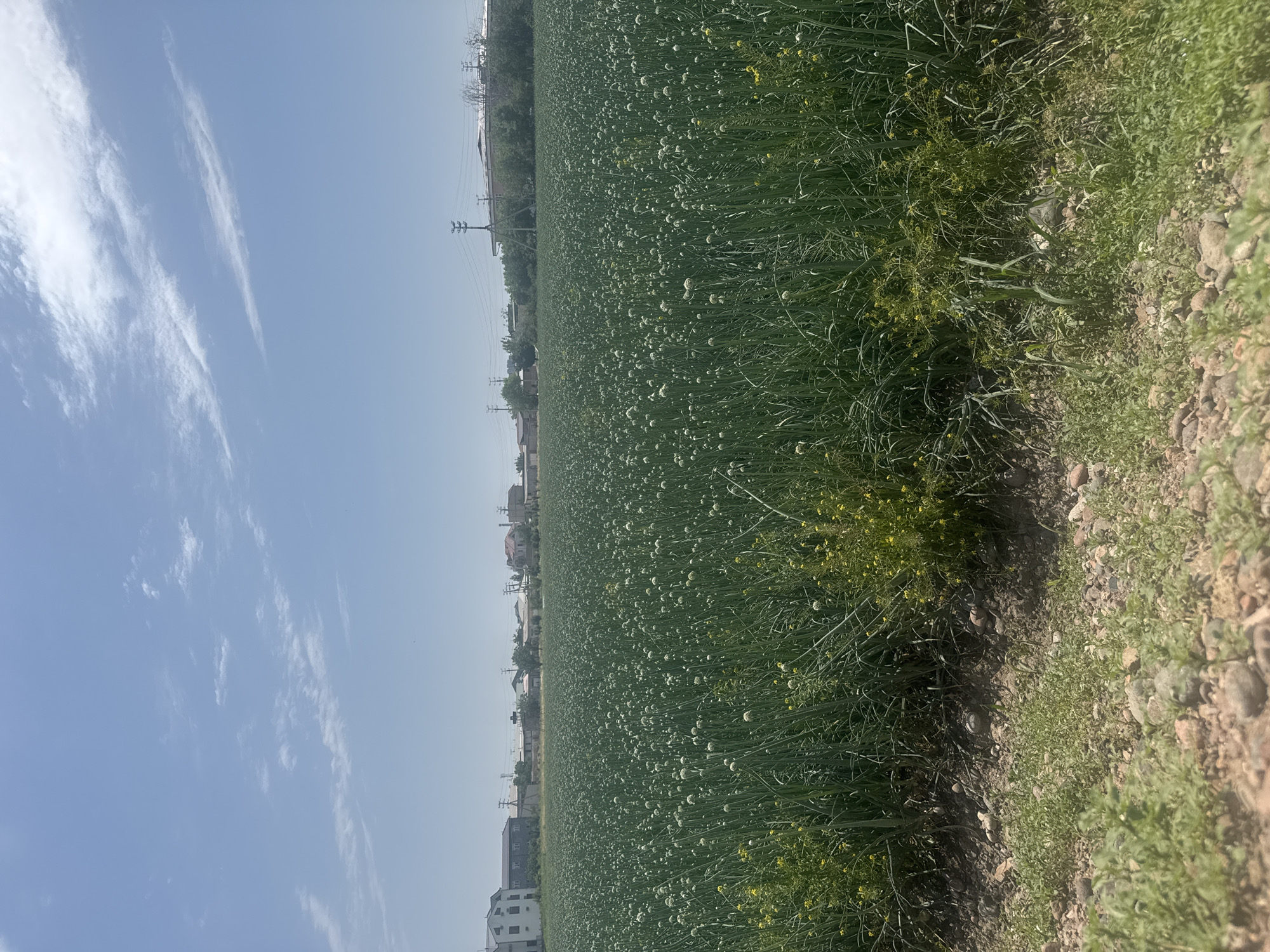 The image shows a field of blooming onions in Tashkent, Uzbekistan. The field extends into the distance, bordered by a road or dirt path. Beyond the field are buildings and trees. The sky is blue with streaks of clouds. Overhead power lines are visible in the distance.