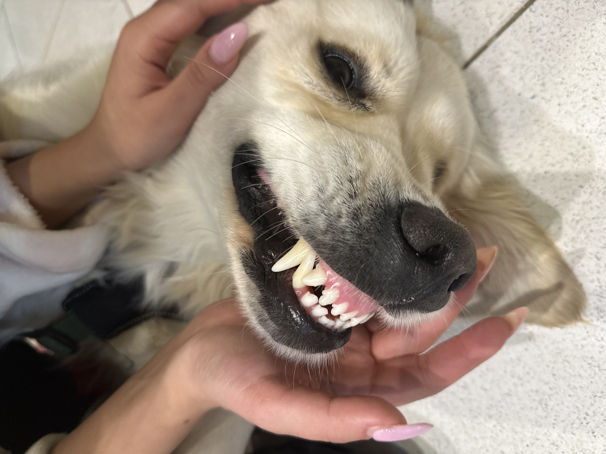 The image presents a close-up, high-angle view of a cream-colored Golden Retriever dog lying on its back. Two human hands, with light skin and long, almond-shaped fingernails painted with pink gel polish, are actively holding the dog's mouth open. The hands are pulling back the dog's upper and lower lips, exposing a full set of clean, white teeth, including prominent canines, and pink gums. The dog's dark eye and black nose are visible. A dark-colored collar or harness is partially visible around the dog's neck and upper chest area. The background consists of a light-colored tiled floor with visible grout lines, indicating an indoor setting. The specific location within the city of London, United Kingdom, is not discernible from the visual information provided.