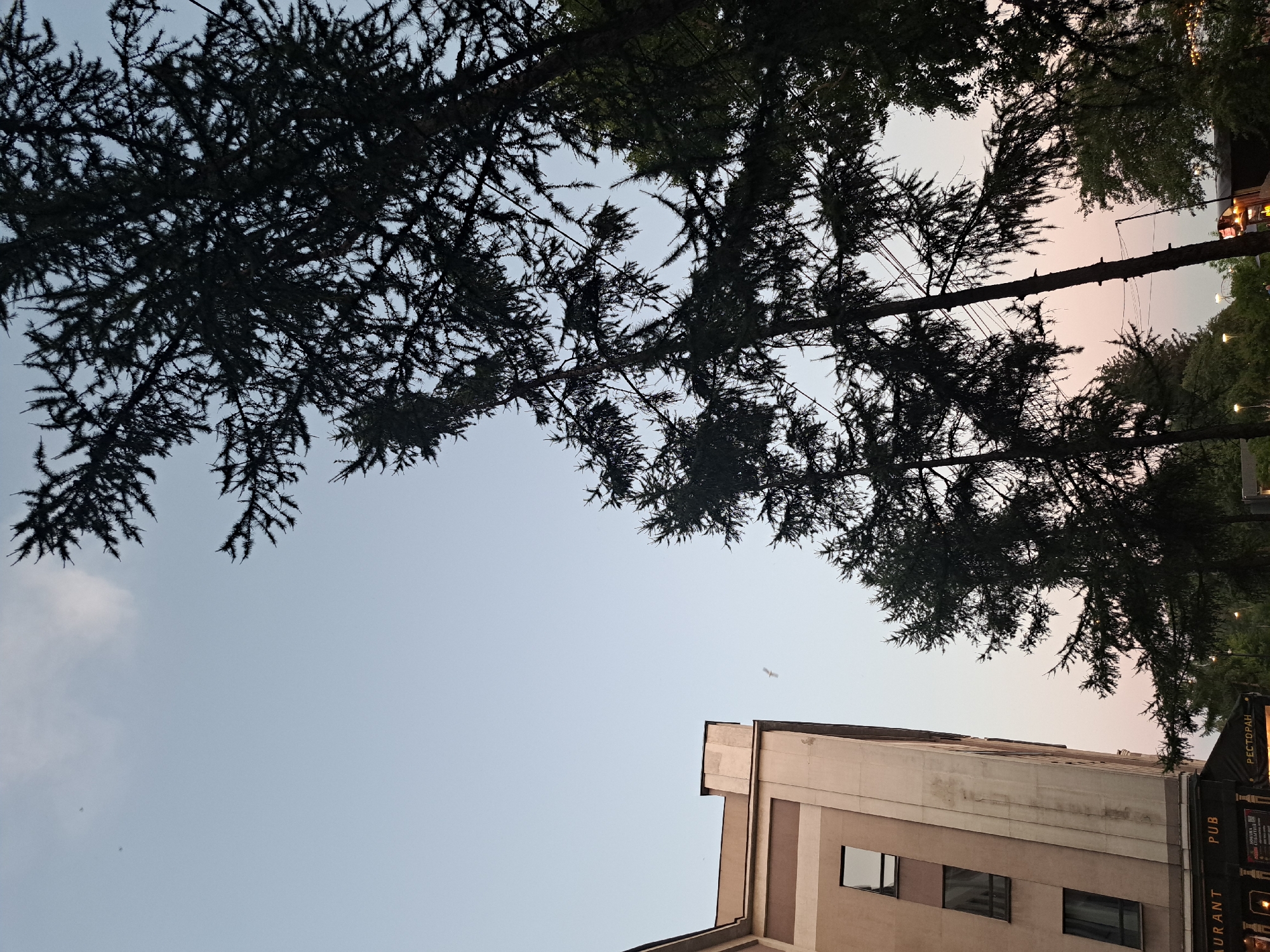 The image depicts an outdoor urban scene in Irkutsk, Russia, at dusk. A tall, multi-story building with a light brown facade and dark windows is visible on the left side of the frame. Below the building, signage indicates "URANT" and "PUB," with further Cyrillic text suggesting "РЕСТОРАН" (Restaurant). Silhouetted against the pale sky are several tall coniferous trees, their branches extending from the right side of the image and obscuring parts of the sky. The sky itself displays a gradient of light blue to pale pink near the horizon. There are a few small dark specks in the sky, potentially birds or insects, and a distinct white object in the air that could be a bird in flight. The overall lighting suggests it is either early morning or late evening.