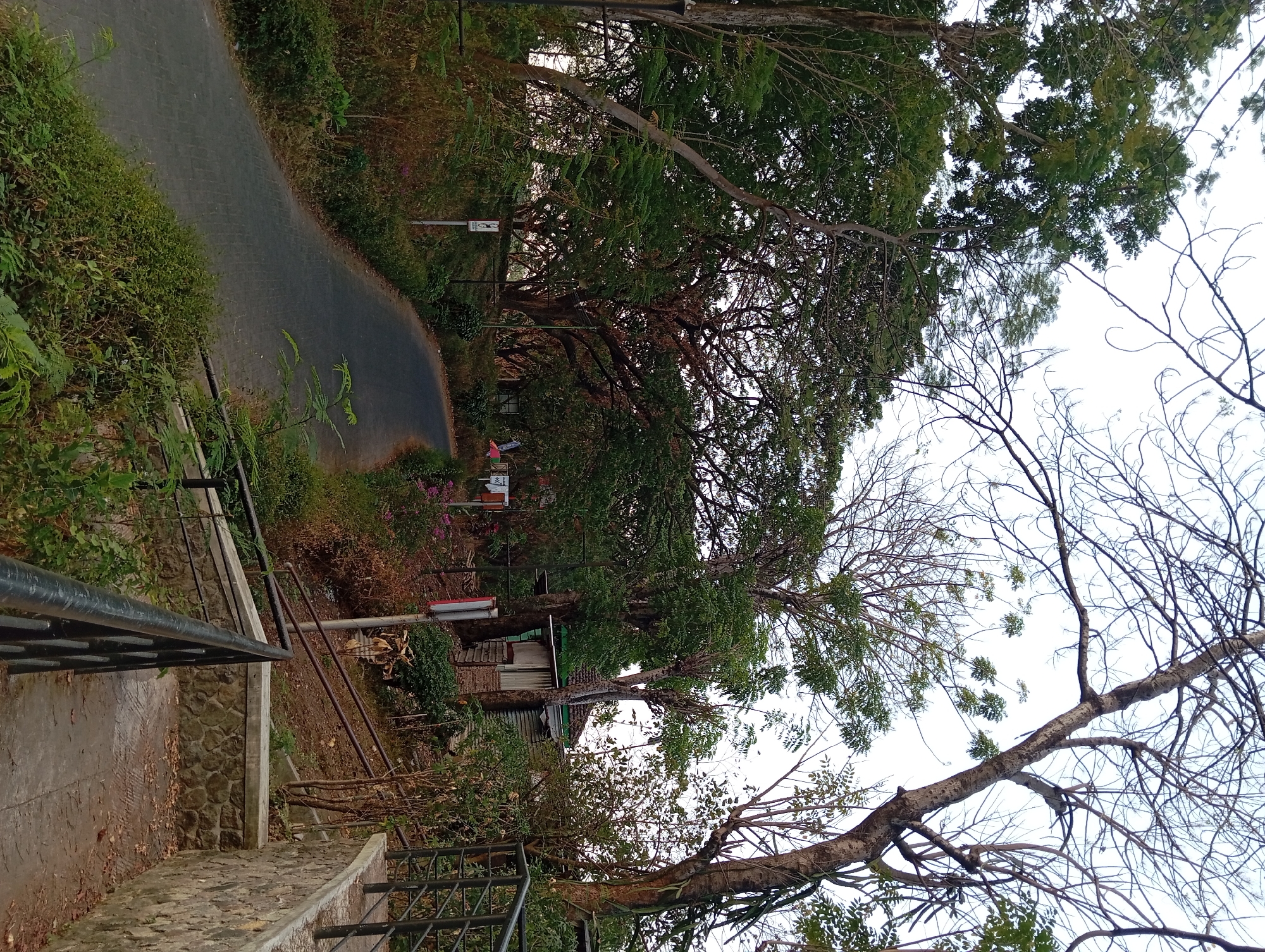 The image depicts a curved asphalt road winding through a lush, verdant environment with numerous trees. The road surface appears to be paved with interlocking bricks or pavers. To the left of the road, there is dense green foliage and undergrowth, with some scattered dry vegetation. A white sign with a circular symbol is visible on the left side of the road. Further along the road, there are more trees and some small structures, including a building with a green roof and siding. On the right side of the road, there is a raised embankment with a stone retaining wall and a pathway leading upwards, bordered by a black metal railing. This pathway is also lined with foliage. The overall scene suggests an outdoor setting, possibly a park or a scenic route, with a natural landscape dominated by trees and vegetation. The lighting suggests it may be late afternoon or early morning, with a muted sky.