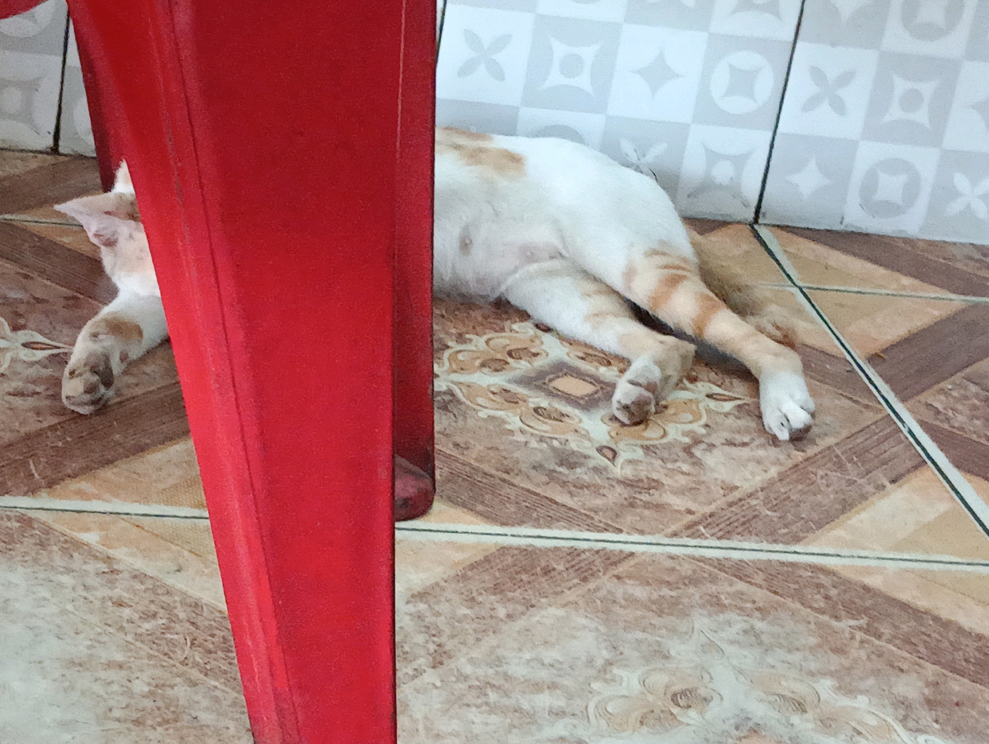 A white and orange cat is sleeping on the floor, partially hidden by a red chair. The cat is lying on its side, with its hind legs stretched out. The floor is tiled with a pattern of brown and beige squares. The wall behind the cat is tiled with a gray and white pattern. The scene appears to be indoors, possibly in a home or a shop. The image was taken in Belitang, Indonesia.