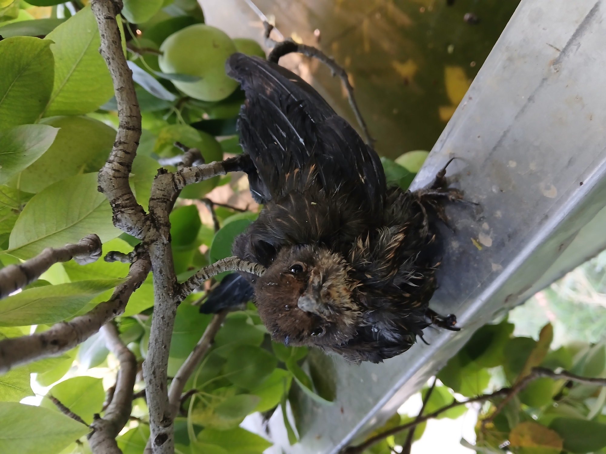 A wet, dark-feathered bird with ruffled plumage sits on a metallic railing. The bird's eyes are dark and open, and its beak is pointed and gray. Behind the bird, a tree branch with green leaves and unripe green fruit is visible. A body of murky water with yellow reflections is in the background. The location is outdoors, in an area with vegetation, possibly a park or garden within the city of Kokshetau, Kazakhstan.