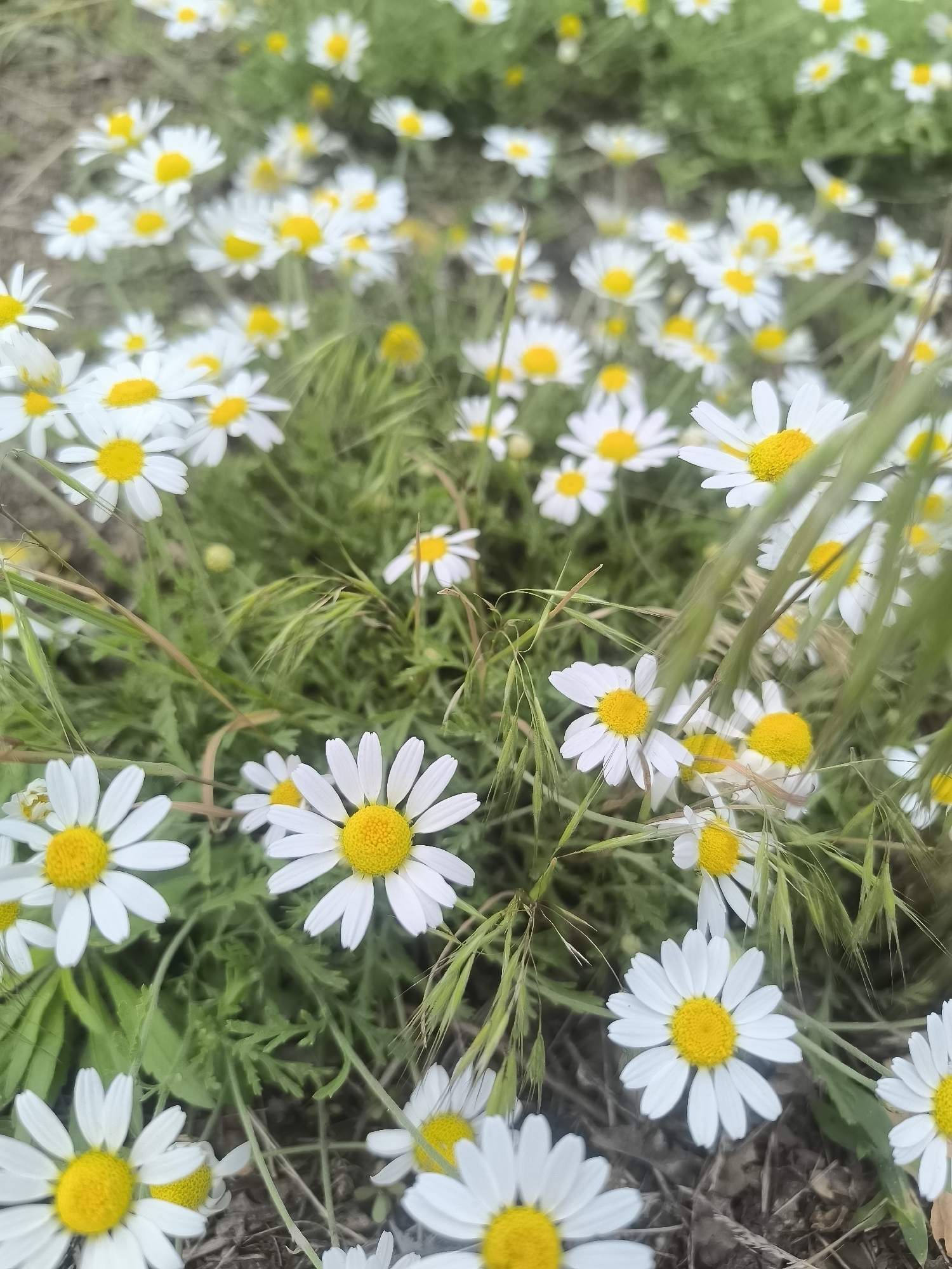 The image shows a close-up, low-angle shot of a field of daisies. The flowers are predominantly white with yellow centers and are surrounded by green grass and some dry straw. The lighting suggests it is daytime, possibly overcast, with soft, diffused light. The scene appears to be a natural outdoor setting, likely a meadow or a park area. There are no people visible in the image, and the focus is entirely on the daisies and their immediate surroundings. The background is blurred, indicating a shallow depth of field, which further emphasizes the flowers in the foreground. The image does not provide any specific visual cues to identify the location as Horishni Plavni, Ukraine.
