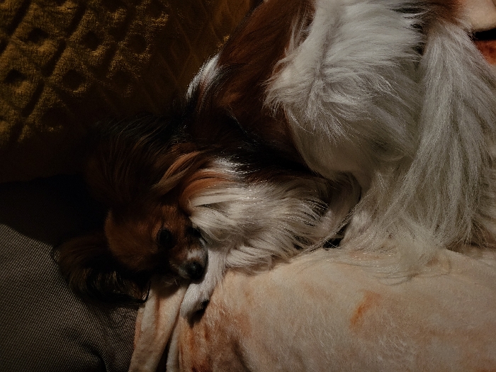 A close-up shot depicts two dogs in repose. One dog, a Papillon, lies with its head tucked into the other dog's side. The Papillon has brown and white fur and appears to be sleeping. The second dog is larger, with mostly white and light brown fur. The setting includes a textured brown cushion and a gray fabric surface. The scene is warmly lit, adding to the sense of comfort and relaxation.
