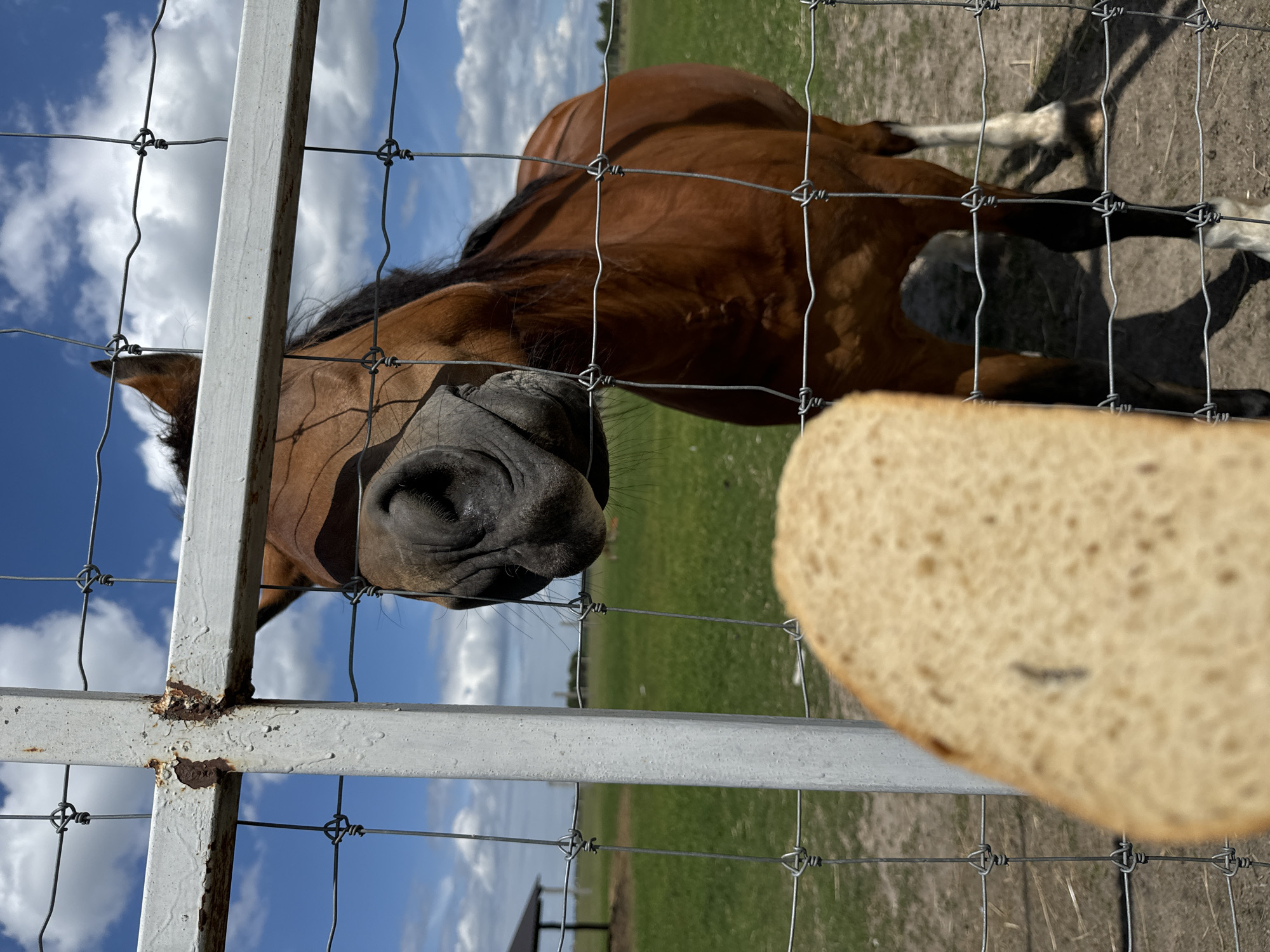 A brown horse is visible behind a wire fence, with its head close to a slice of bread that is being held out. The horse's snout and part of its body are in focus, while the bread is blurred in the foreground. The background shows a green field and a blue sky with white clouds, suggesting an outdoor rural setting. The fence is made of metal posts and wire mesh. The image appears to have been taken in Kostiantynivka, Ukraine.