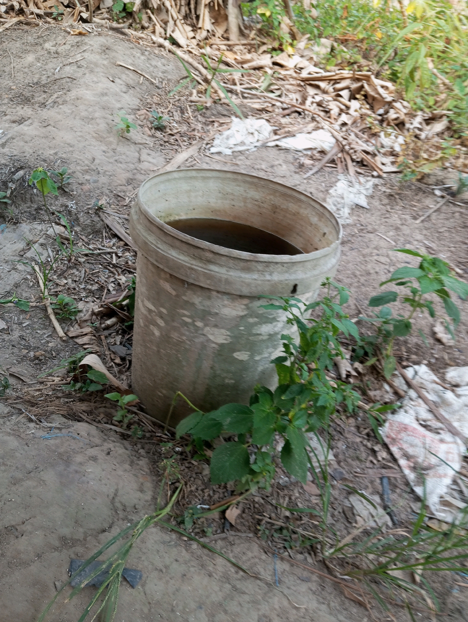 A weathered, light-colored plastic bucket, partially filled with murky brown liquid, sits on uneven, dirt ground. The bucket is surrounded by sparse vegetation, including some green leafy plants and dry, brown debris that appears to be fallen leaves and branches. In the background, more vegetation and what looks like dried palm fronds are visible. The ground is a mix of loose dirt and small stones. The overall scene suggests an outdoor, possibly rural or semi-urban, environment in Air Molek, Indonesia. There are no people visible in the image.