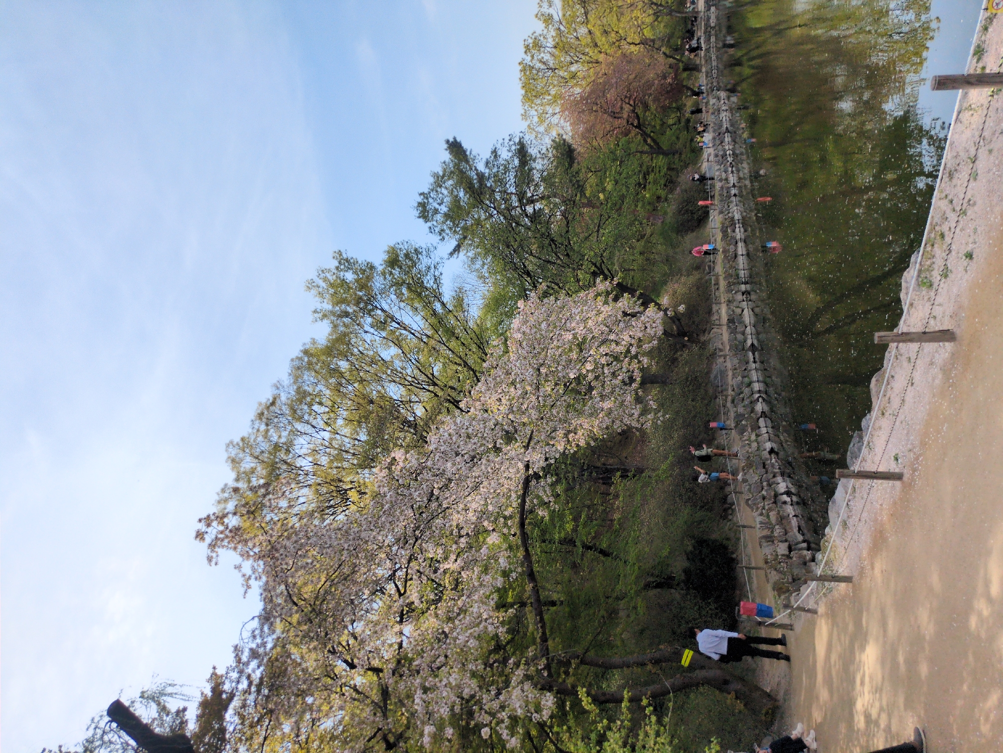 The image depicts a landscape in Seoul, South Korea, likely during the spring season. A stone wall borders a body of water, possibly a pond or lake, where colorful koi streamers float. The water reflects the surrounding trees and sky. Adjacent to the wall is a sandy path. Several people are present, some walking along the path and others seemingly interacting near the water's edge. Cherry blossom trees, abundant with white blossoms, are prominently featured. The sky is blue with scattered clouds.