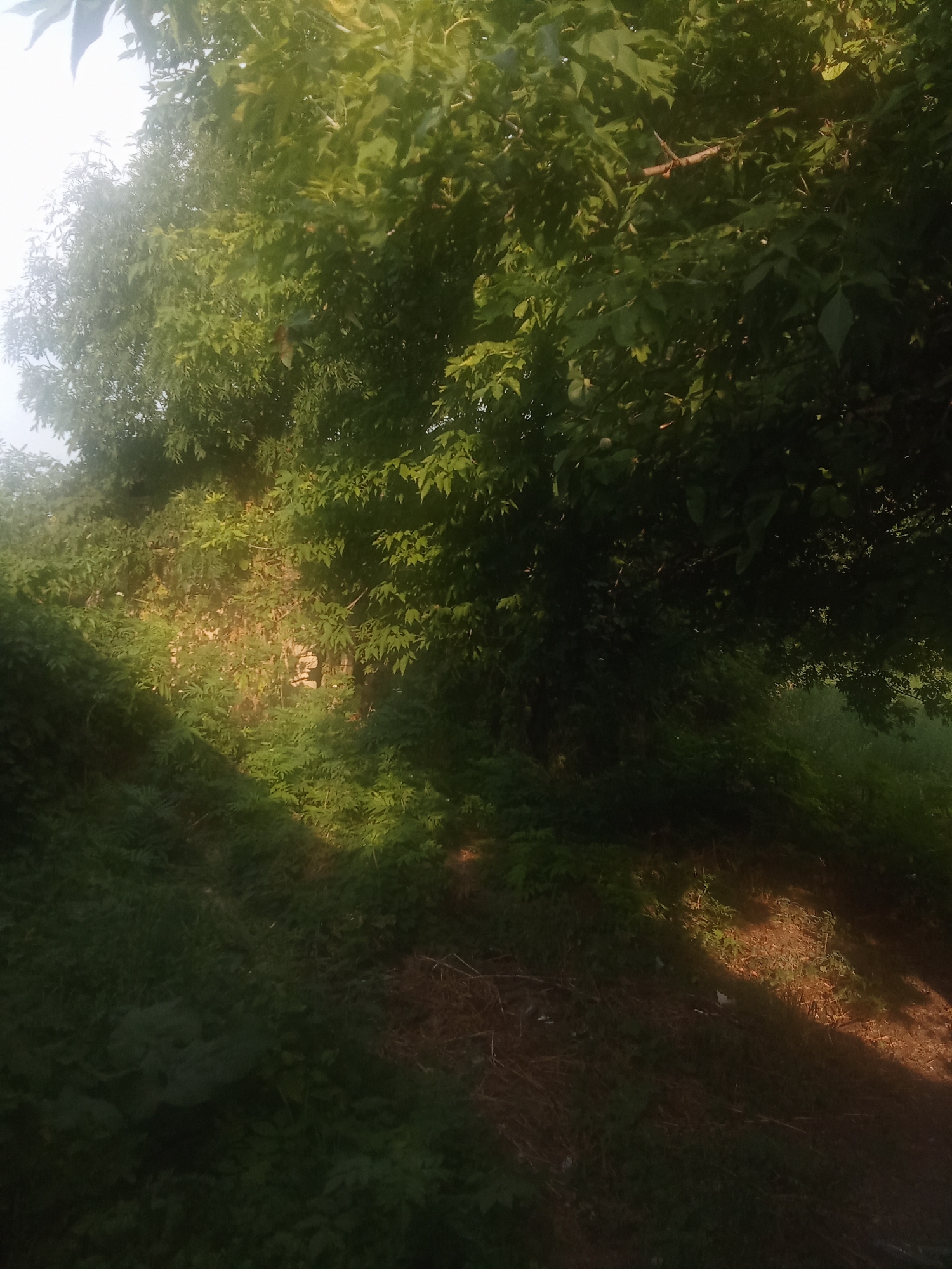 The image shows a sun-dappled wooded area with lush green foliage. A diagonal shaft of sunlight illuminates the ground and lower tree trunks, creating a stark contrast with the shadowed areas. The trees are dense, with a mix of broad leaves and thinner branches. The ground is covered in a layer of dry leaves and grass. The scene appears to be in a natural, uncultivated area, possibly a park or a forest edge within or near the city of Zabolotne, Ukraine. No people or specific structures are visible in the frame. The overall impression is one of natural beauty and tranquility, with the sunlight adding a dramatic effect.