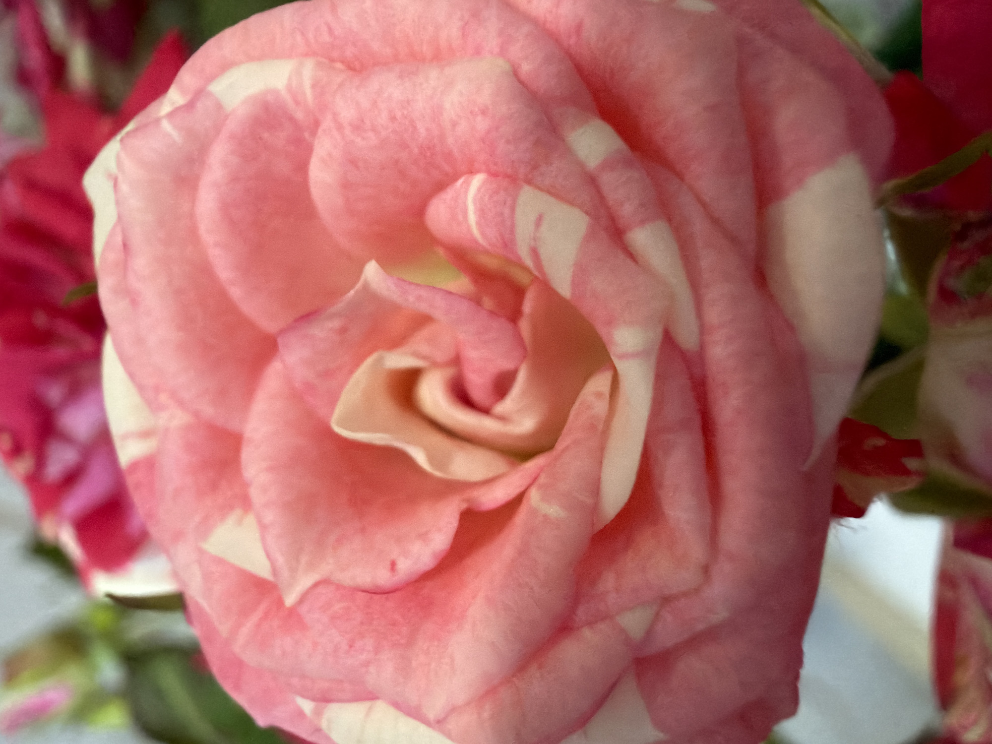 A close-up shot of a bi-colored rose, with petals transitioning from soft pink to white stripes, is presented against a blurred background of other flowers and foliage. The rose is the primary subject, its intricate petal arrangement and color variation clearly visible. The overall lighting is soft, highlighting the delicate texture of the petals. The image does not depict any identifiable landmarks or elements that would allow for its location to be determined within Chaikovsky, Russia, or any other city. There are no people, animals, or specific objects present beyond the flowers themselves.