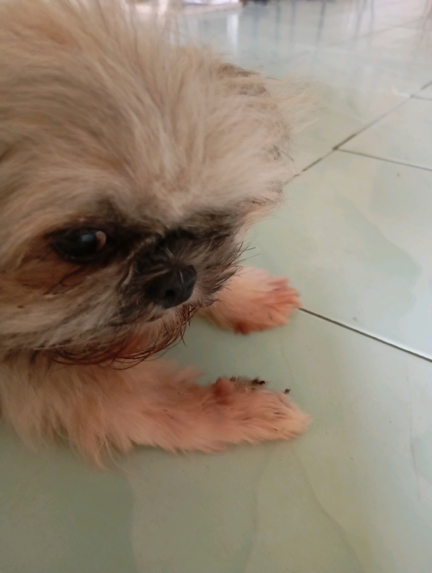 A Shih Tzu dog lies on a tiled floor in Balikpapan, Indonesia. The dog, with light brown and white fur, is positioned in the lower-left quadrant of the frame, looking to the right with its head tilted slightly down. Its eyes are dark, and its nose is black. The dog's paws are visible, with the right paw resting on the floor. The floor is composed of large, pale green tiles with visible grout lines. The background is blurred, suggesting an indoor environment.