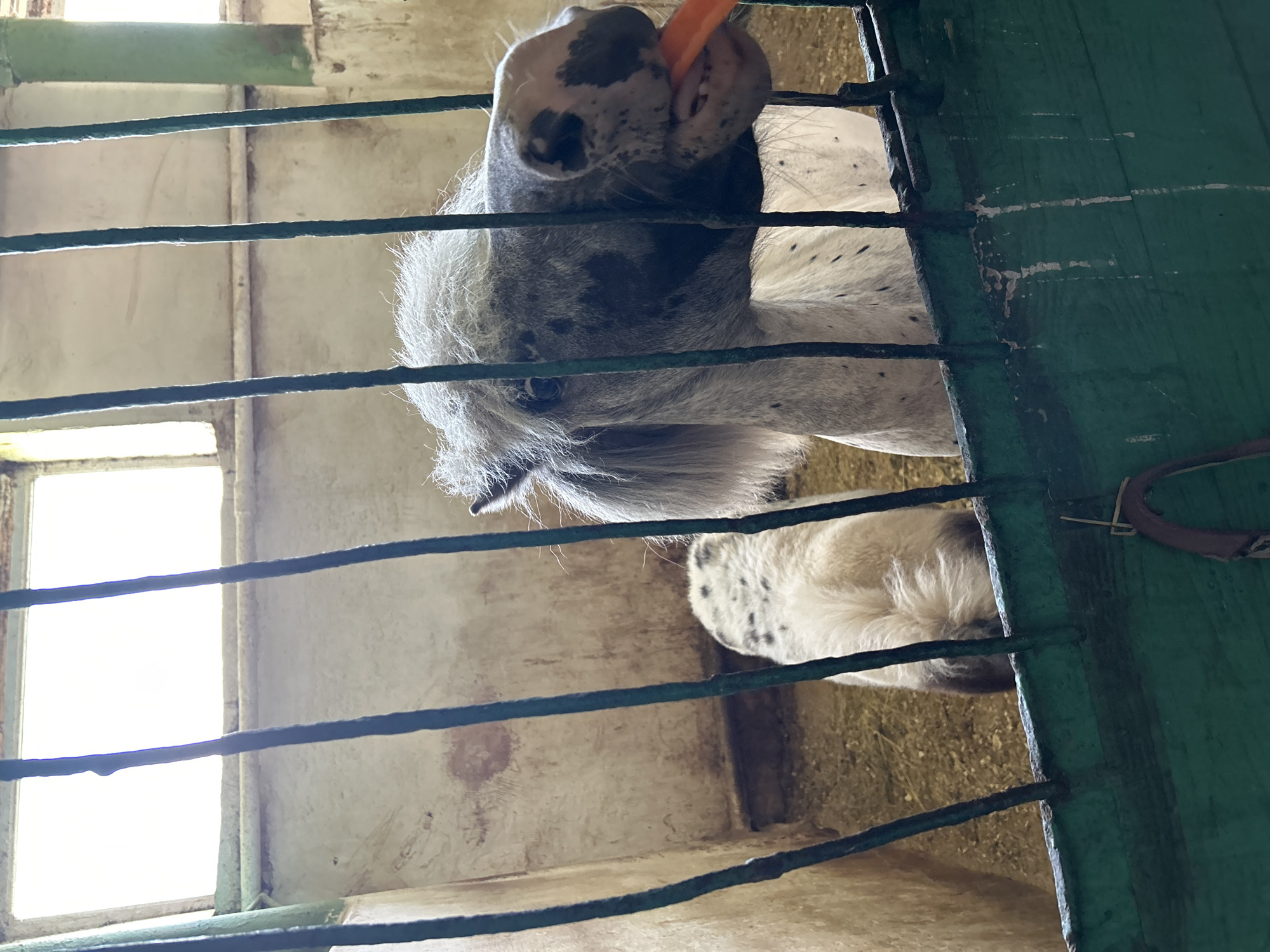 Two horses, one grey with black spots and another lighter colored with black spots on its rear, are in a stable. The grey horse in the foreground is eating a carrot. The stable appears to be made of wood with metal bars. The floor is covered in hay. In the background, there are windows that let in natural light. The image is taken in the city of Азинский, Russia.