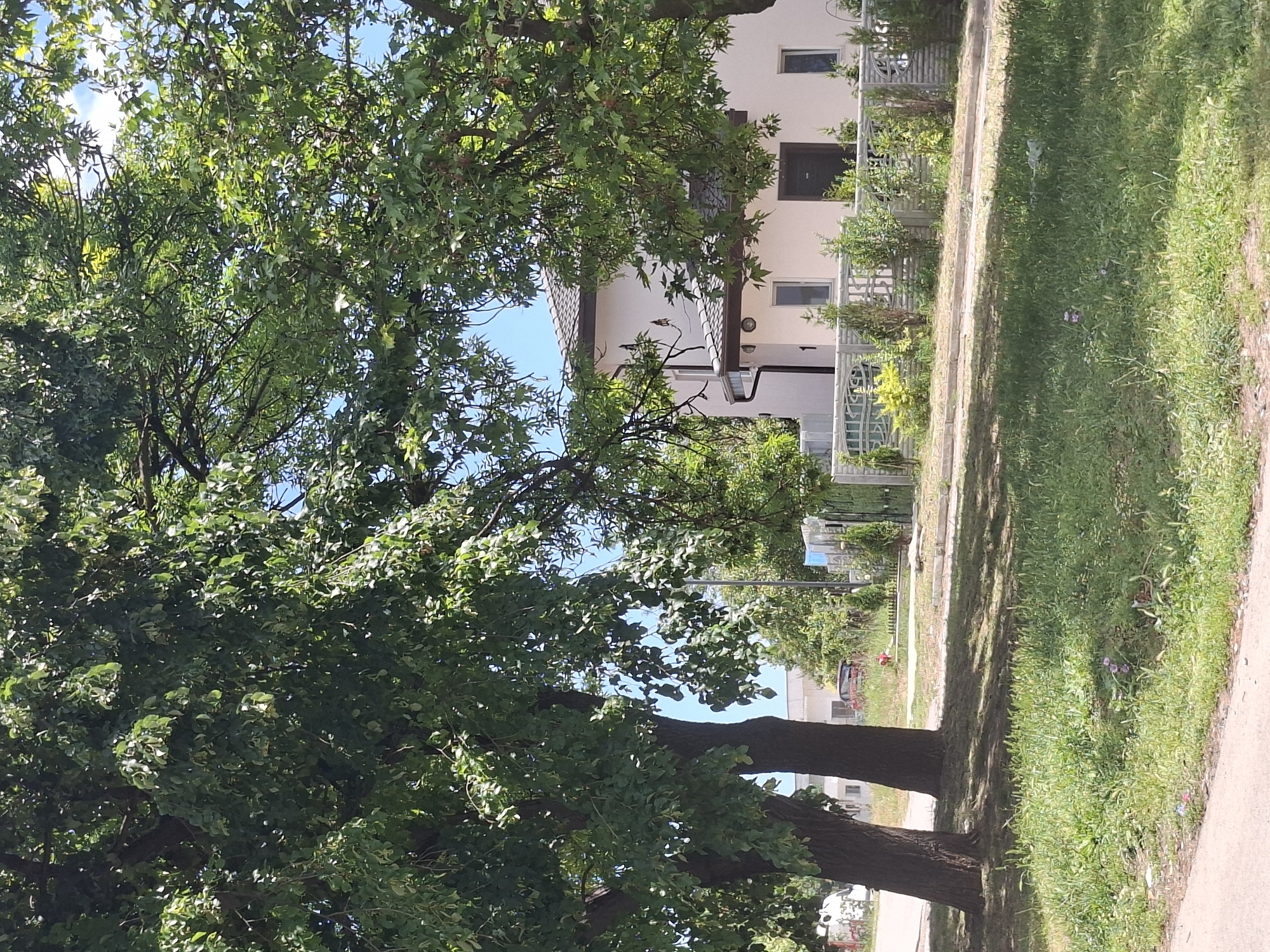 The image depicts a suburban street scene on a sunny day, likely in Aksakovo, Bulgaria. In the foreground, a patch of green grass with scattered wildflowers runs alongside a paved pathway. Two large trees with dense green foliage dominate the left side of the frame, casting shadows on the grass. Behind the trees, a light-colored, two-story house is visible. The house has a dark-tiled roof, dark-framed windows, and a dark-colored front door. A decorative concrete fence with metal inserts separates the property from the street. Several small evergreen shrubs and a yellow-leafed plant are planted along the fence line. In the distance, beyond the fence and the house, other buildings and trees are present. A red car is parked on the side of the road further down the street. The sky is clear and blue.