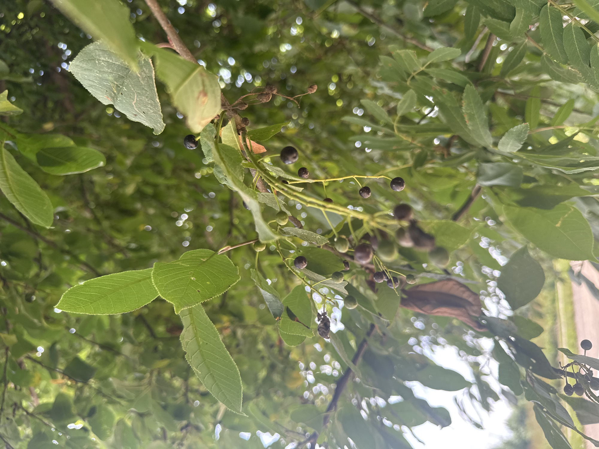 The image is a close-up, low-angle shot of a tree branch laden with small, dark berries and green leaves, taken outdoors. The background is filled with soft-focus green foliage and bokeh lights, suggesting a sunny day. The berries are clustered on thin stems, some appearing ripe and dark, while others are still green or have dried and shriveled. Several leaves are visible, ranging from vibrant green to a dried brown one. The scene is set in Nozhovka, Russia, likely a natural or park area given the focus on the tree. No people or specific actions are depicted. The overall impression is one of nature in its subtle, seasonal progression.