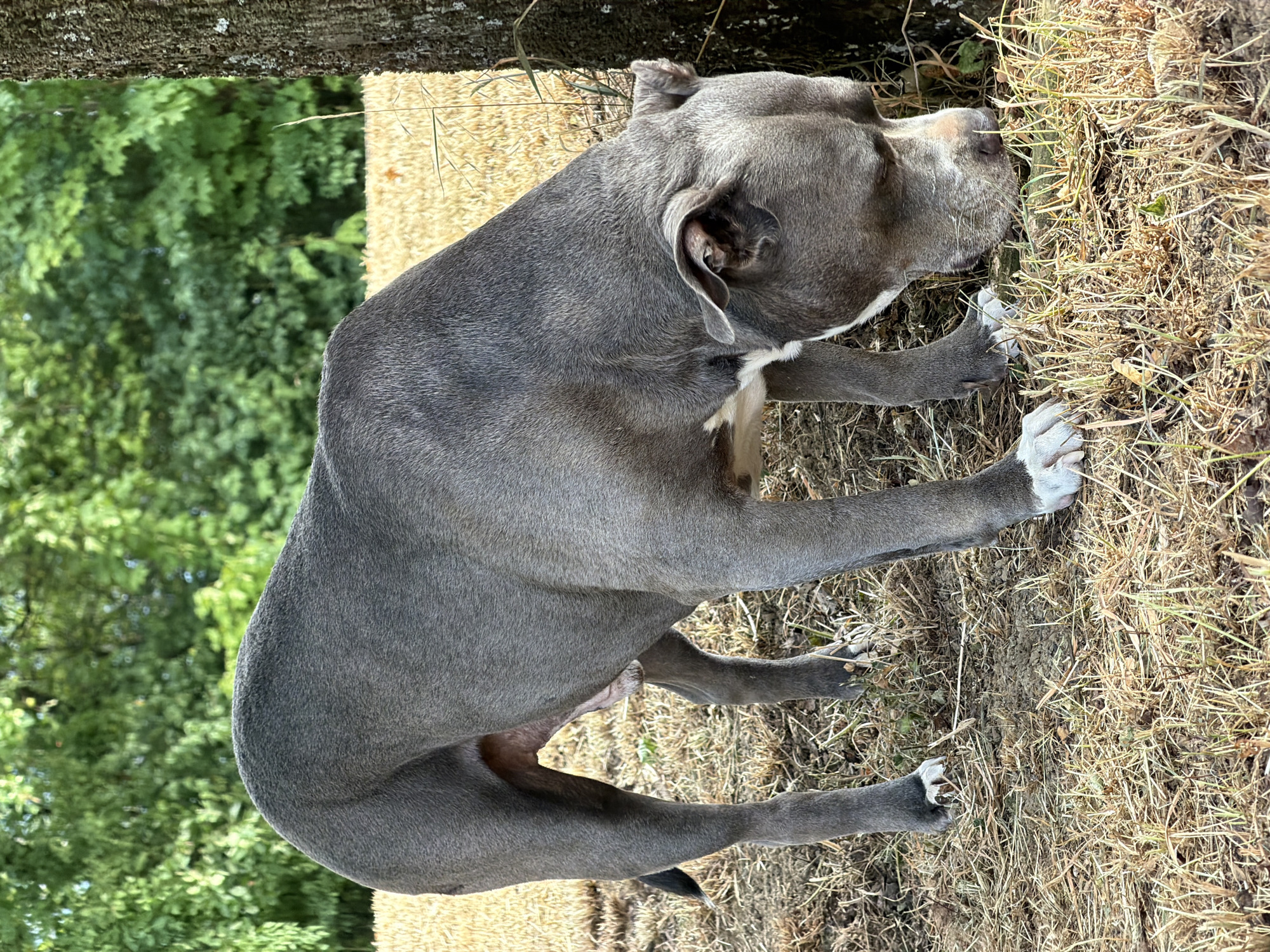A blue-grey pit bull type dog with white markings on its chest and paws is sniffing the ground near the base of a tree. The dog is standing in dry grass with a field of wheat or hay in the background, partially obscured by trees. The setting appears to be outdoors, possibly in a rural or park-like area. The image does not provide any specific location details within Esch-sur-Alzette, Luxembourg.