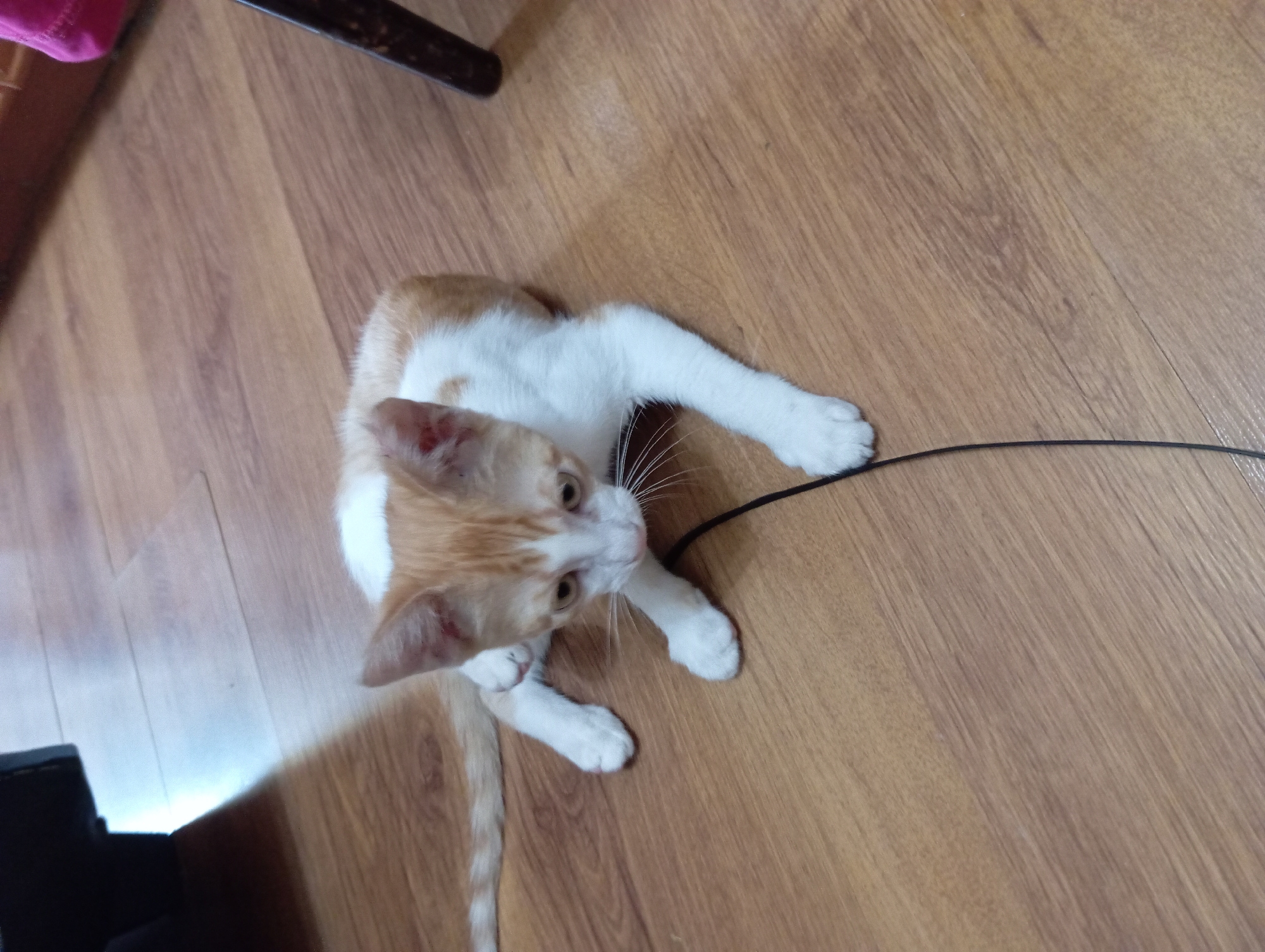 A light orange and white kitten is lying on a wooden floor. The kitten's head is tilted to the left, and its eyes are looking downwards. Its front paws are extended forward, and its hind legs are tucked beneath its body. A thin black cord runs across the floor in front of the kitten. In the background, a dark object is visible on the left, and a brown chair leg and a pink fabric are on the right. The environment appears to be indoors, likely a home. There are no people present in the image. The image quality is fair, with some graininess and motion blur. The lighting is dim, with a bright light source creating a shadow on the floor. The overall impression is of a domestic scene. There is no indication of the location in Aktau, Kazakhstan.