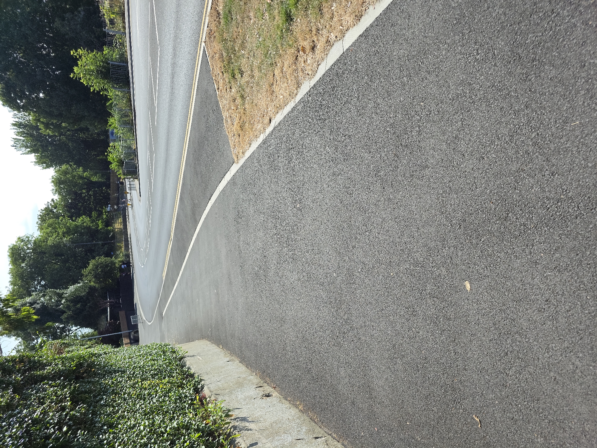 The image depicts an outdoor scene featuring a tarmac surface, likely a road or a car park, with painted white lines indicating parking bays. To the left, a lush green hedge lines the edge of a concrete pavement. Beyond the pavement, a line of trees with dense foliage forms a backdrop, suggesting a park or residential area. The ground adjacent to the tarmac is covered with dry, straw-colored grass. The lighting suggests it is daytime, with a clear sky hinted at by the bright illumination. The overall setting appears to be a well-maintained urban or suburban environment. There are no people or specific objects of note, other than the road markings. The image is oriented vertically, with the road extending diagonally across the frame. The location is identified as Stockton-on-Tees, United Kingdom.