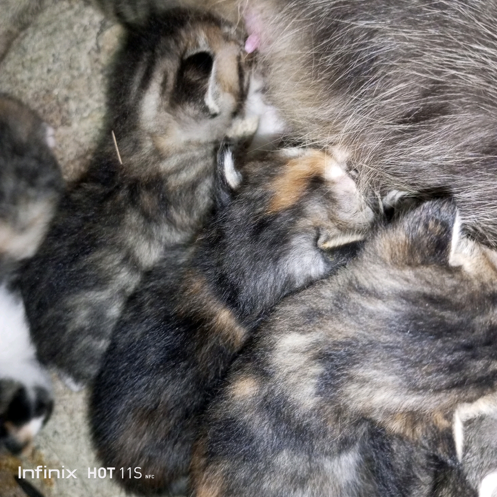 A close-up, overhead shot depicts a mother cat nursing her litter of kittens. The cats have multi-colored fur, with stripes and patches of brown, black, and white. The image appears to be taken indoors on a textured, possibly carpeted or woven surface. There are no visible indications of the location being in Sukaslamet, Indonesia; the image is purely focused on the animals. The mother cat's fur is dense and covers most of the frame, with several kittens nestled beneath her. One kitten is visible to the left, facing away from the camera. Another kitten, more centrally located, is partially visible with its face towards the mother. The overall impression is one of maternal care and comfort.