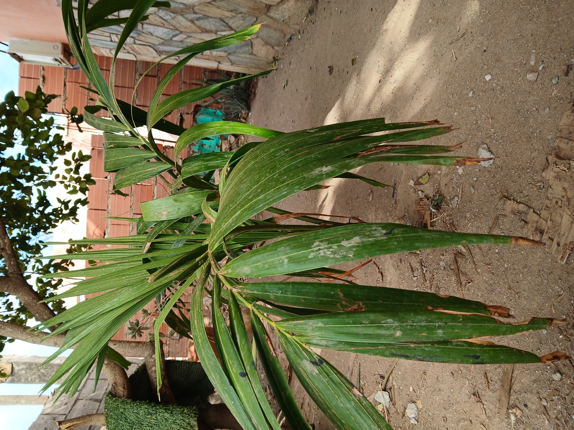 The image shows a palm tree in an outdoor environment. The ground is mostly dirt, and there are brick walls and other foliage in the background. The location is likely within the city of Juan Griego, Venezuela. There are no people visible in the image. The leaves of the palm tree have brown tips, suggesting possible stress or disease. There are also some artificial green elements visible, suggesting possible landscaping. Shadows indicate it is daytime.