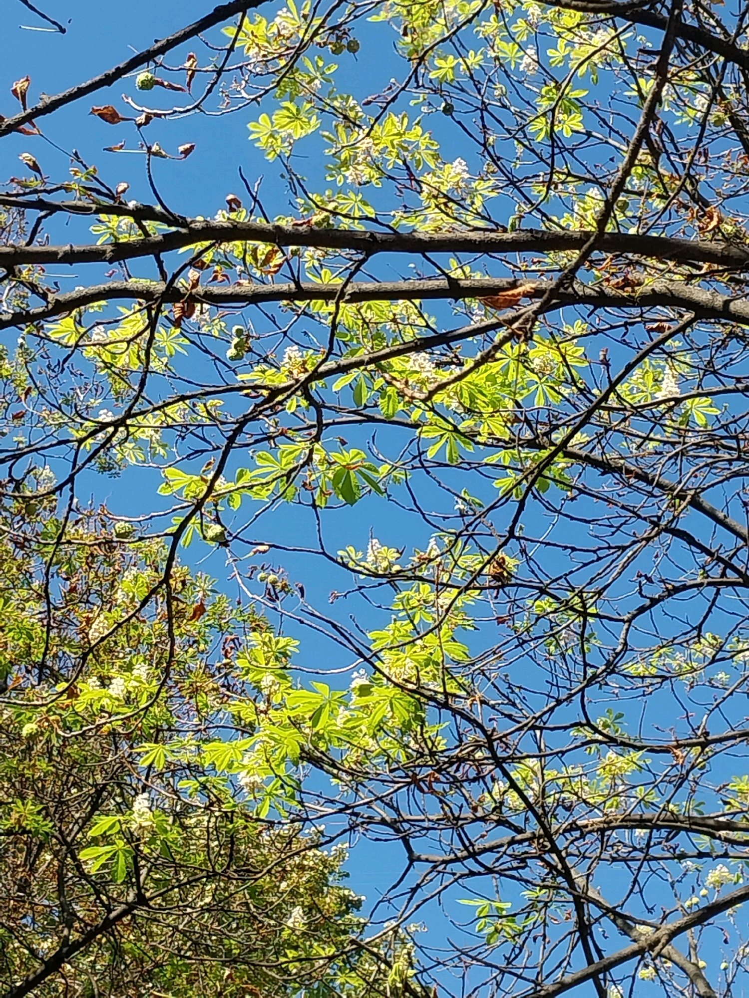 The image is an upward-facing shot of a chestnut tree against a clear blue sky. The branches are dark and bare in some areas, while others are adorned with vibrant green leaves and clusters of small white flowers, indicating spring. Several developing chestnut burrs are also visible amongst the foliage. The perspective suggests the photo was taken from ground level, looking up through the tree's canopy. The scene is likely a park or residential area in Dnipro, Ukraine, given the context of the city. No people or specific landmarks are visible.