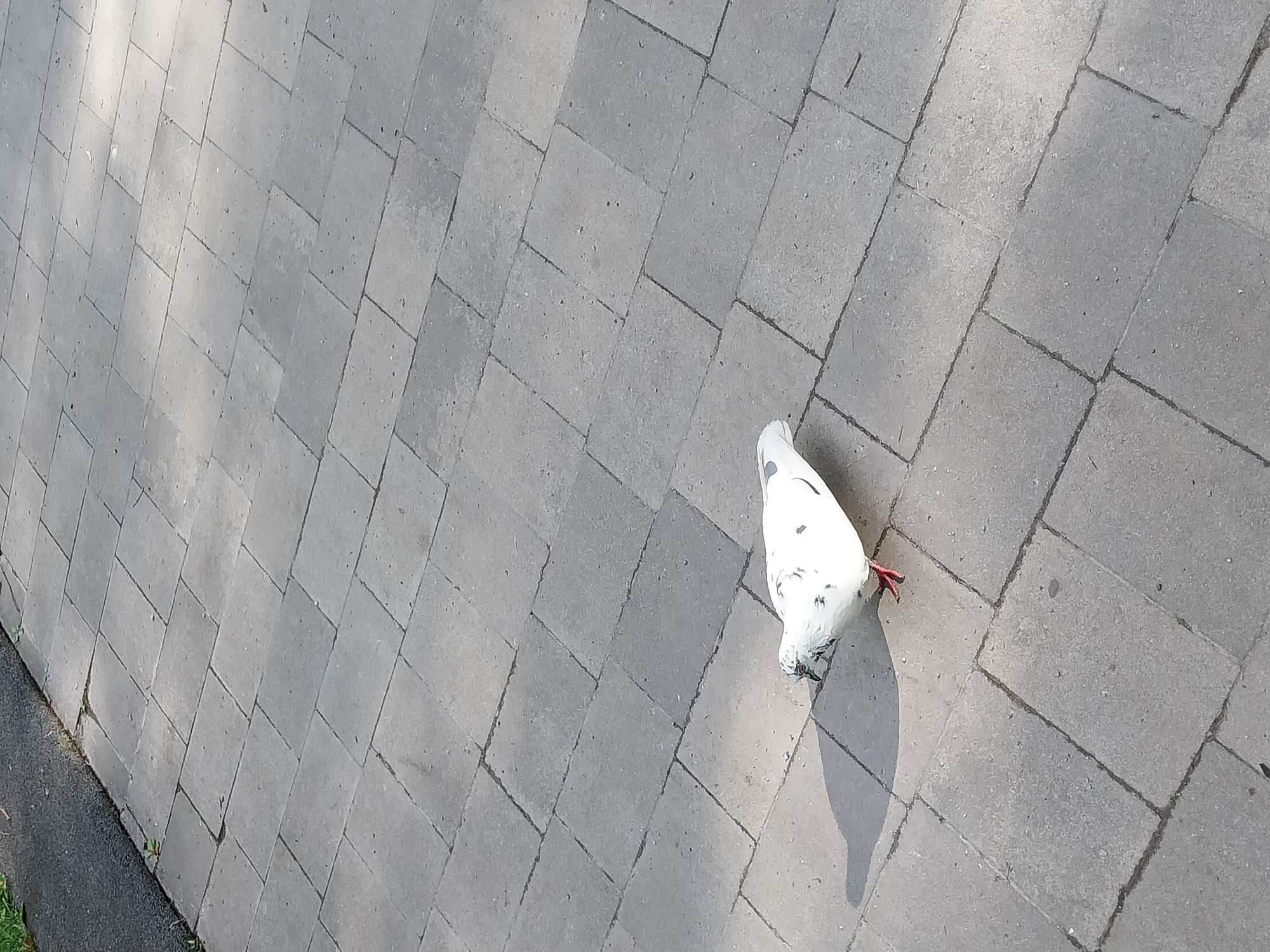 A white pigeon with black speckles is foraging on a paved walkway made of rectangular grey stones. The pigeon is angled downwards, pecking at the ground. A shadow is cast to its left. The walkway is bordered on the left by a dark, textured surface, possibly asphalt, with sparse green vegetation growing along the edge. The scene appears to be an outdoor public space. The image was taken in the city of Dnipro, Ukraine.