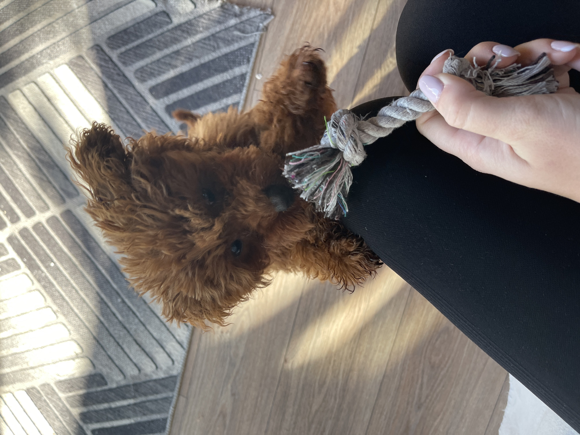 This close-up image shows a playful interaction between a fluffy, reddish-brown puppy and a person's hand, set indoors in Sofia, Bulgaria.
The main subject is a small puppy, likely a poodle or a similar breed, with dense, curly fur. It is lying down on a light-colored wooden floor, looking upwards with its dark eyes. Its body is partially visible, suggesting it's actively engaged in the play.
A person's hand is prominently featured, holding one end of a grey rope toy. The hand has light skin and nails painted with a glossy, pale pink polish. The rope toy is thick, with a visible knot and frayed ends that reveal colorful threads of pink, green, blue, and black within the grey. The hand and toy are positioned near a dark, possibly black, fabric surface, which could be clothing or furniture.
The setting appears to be a well-lit room, with bright natural sunlight casting sharp shadows on the wooden floor. A corner of a light grey rug with darker striped patterns is visible in the background, adding texture to the scene. The image captures a moment of gentle play or engagement between the puppy and the person, conveying a sense of warmth and affection. There is no visible text.