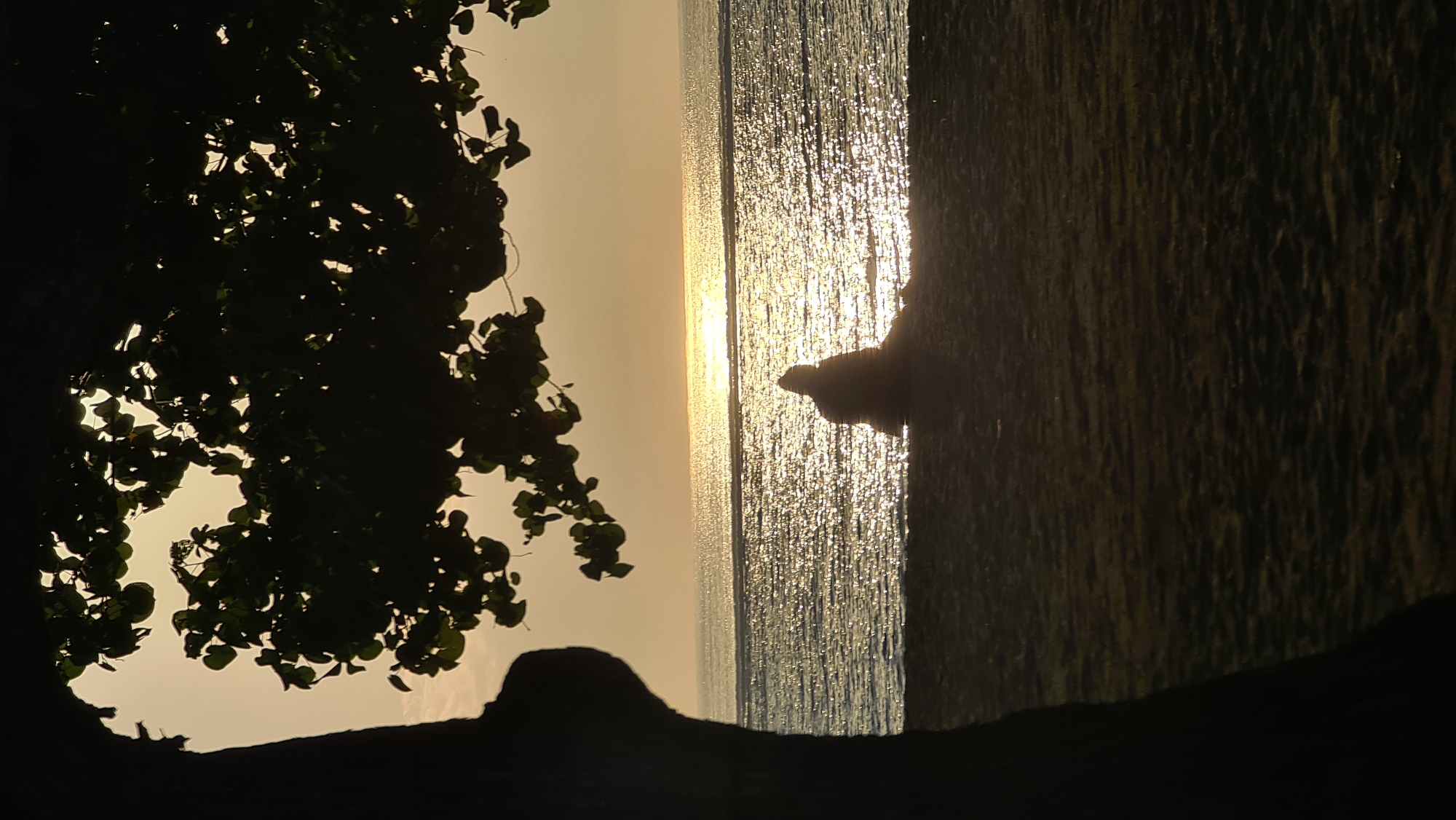 A silhouetted individual sits on a sandy beach, facing a glittering ocean under a warm, hazy sky. The sun, positioned low on the horizon, casts a shimmering path across the water. In the foreground, the dark silhouette of a tree trunk and overhanging foliage frames the scene, creating a natural vignette. The overall atmosphere is peaceful and serene, suggestive of a quiet moment of contemplation or relaxation at sunset. While the image depicts a beach scene, the specific location in Denpasar, Indonesia cannot be determined from the visual information alone.