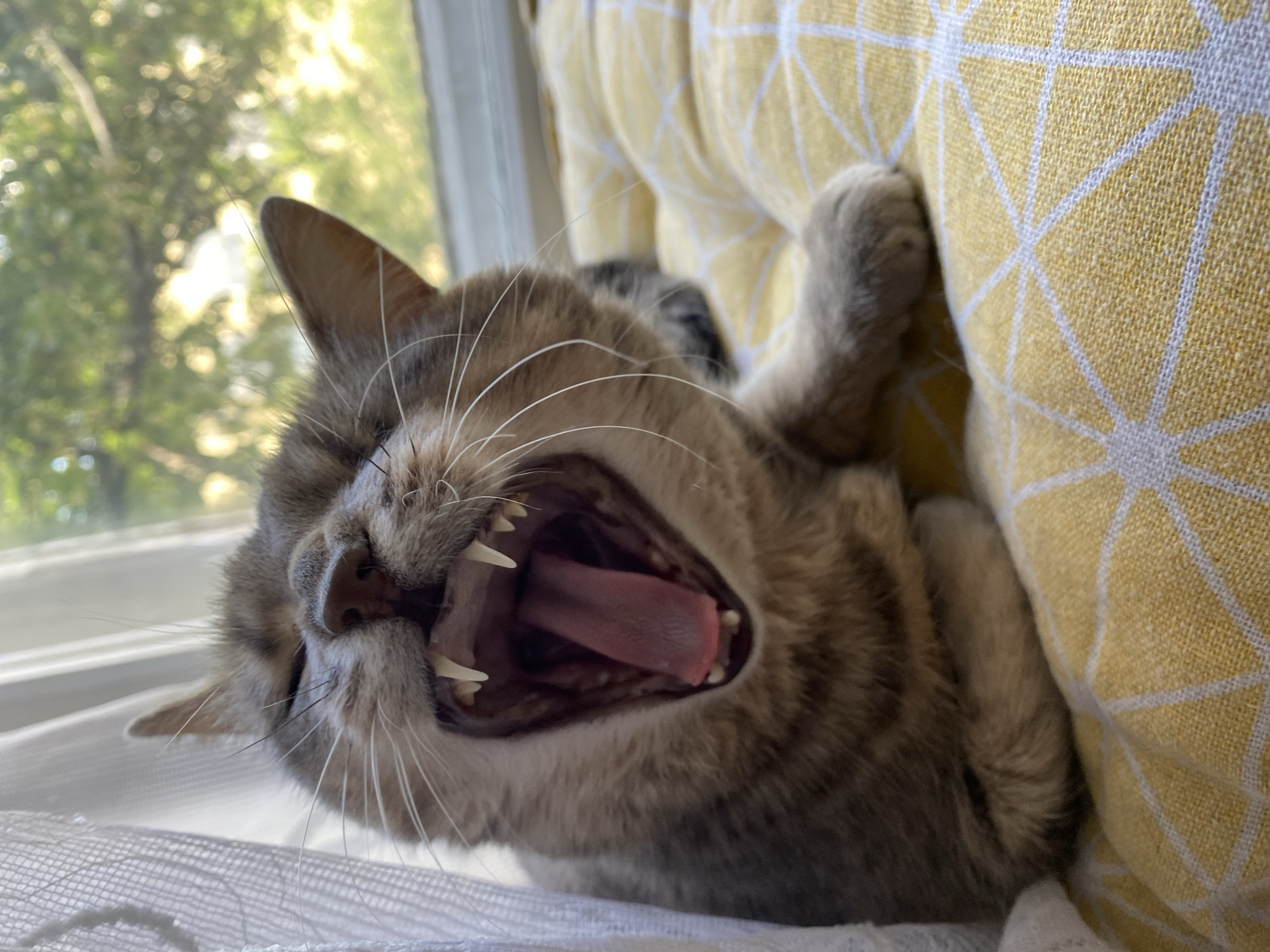 A close-up, low-angle shot captures a tabby cat mid-yawn, its mouth wide open to reveal its pink tongue and sharp teeth. The cat is lying on a yellow cushion with a geometric pattern, positioned near a window with sheer white curtains. Outside the window, blurred green foliage is visible, suggesting an outdoor setting or view. The lighting is bright, highlighting the cat's fur and the textures of the cushion and curtains. The cat's eyes are partially closed, indicating the yawn is nearing completion.