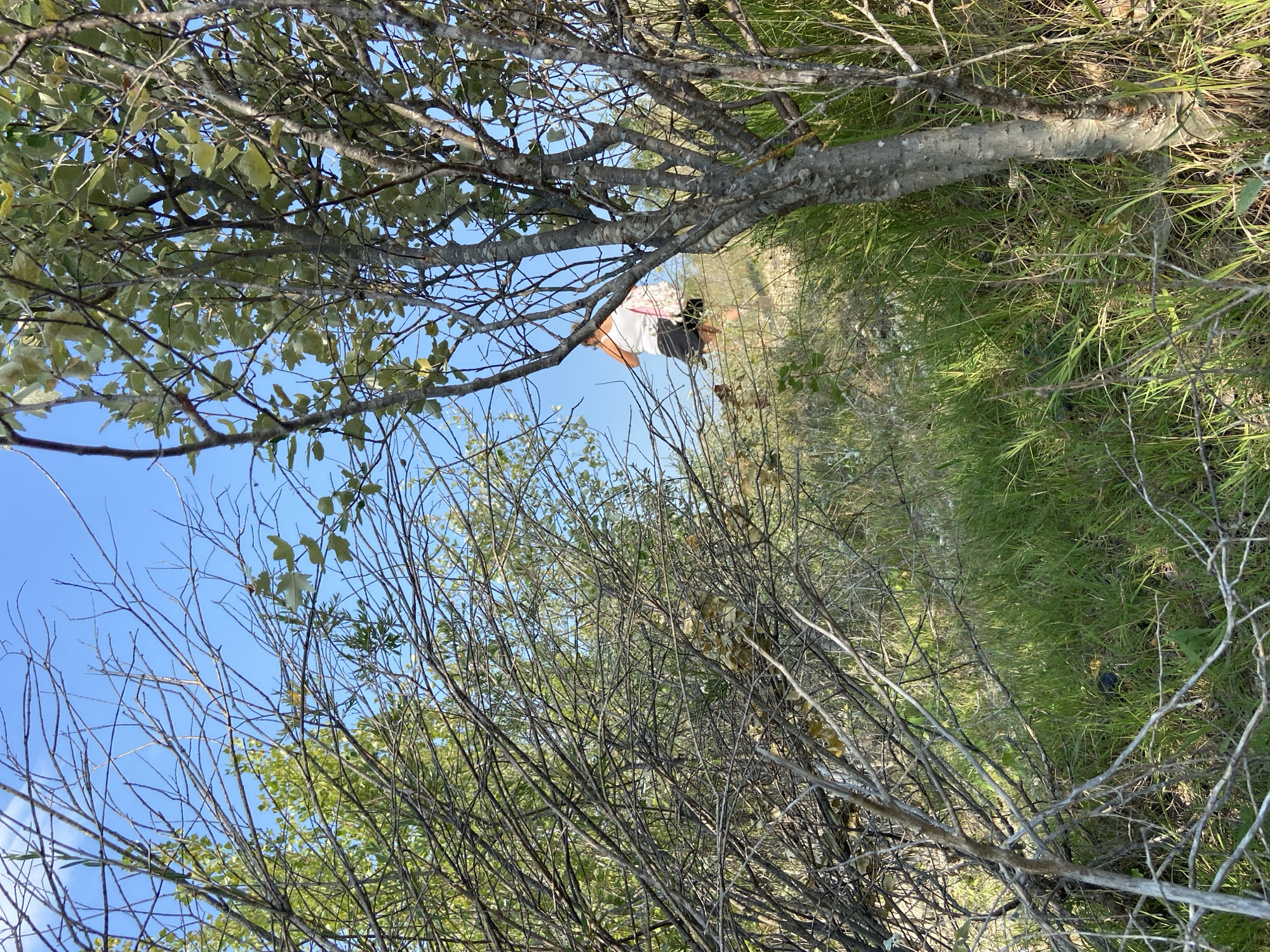 In an outdoor environment, a person wearing a white tank top and dark shorts walks uphill on a grassy slope under a clear blue sky. The foreground is dominated by a dense arrangement of dry, bare branches of trees and shrubs, with a few green leaves scattered throughout. A mature tree with gray bark and green leaves is visible on the right side of the frame. The background shows more greenery and the clear sky.