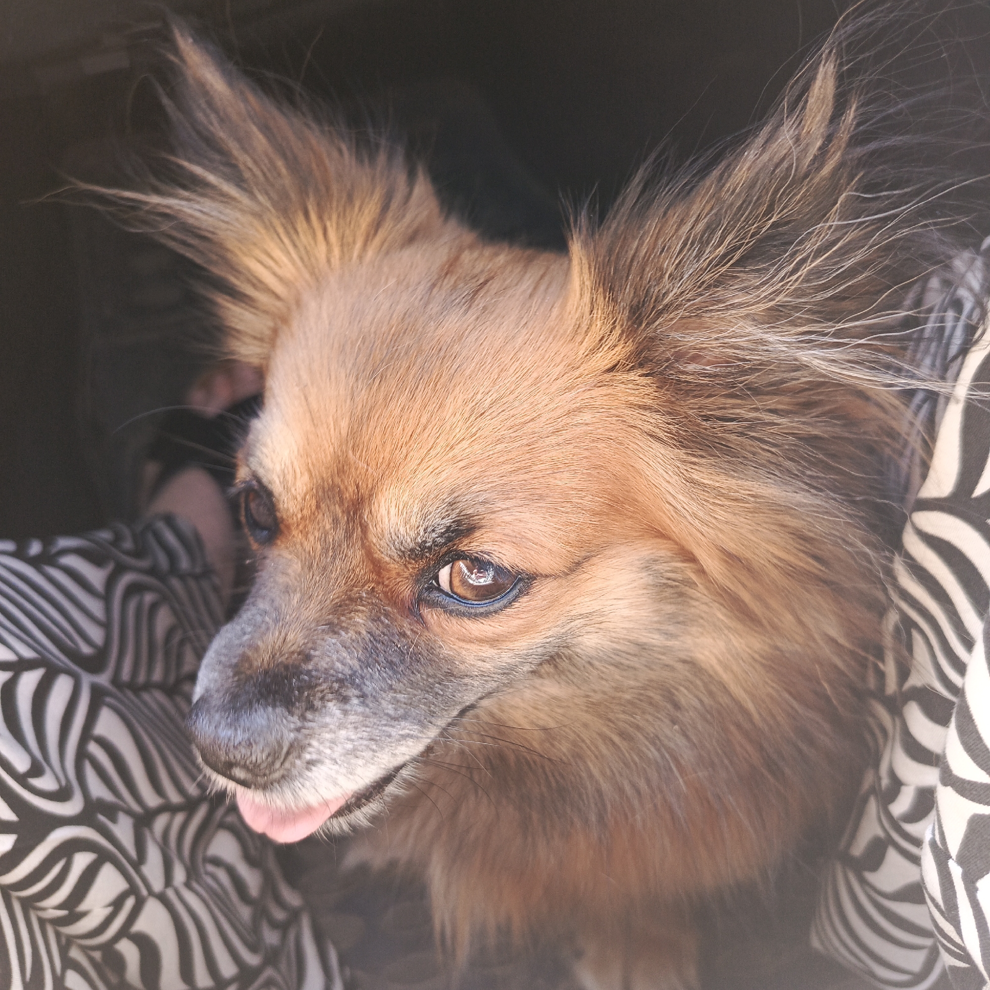 A medium close-up shot shows a long-haired Chihuahua-like dog with pointy ears, sitting in what appears to be a car. The dog is mostly brown with some graying around the muzzle. Its tongue is slightly protruding. The dog is positioned close to someone wearing black and white patterned fabric, with a foot and sandal visible. The backdrop appears to be a dark interior, likely the car. No indication of the location is available from the image itself.