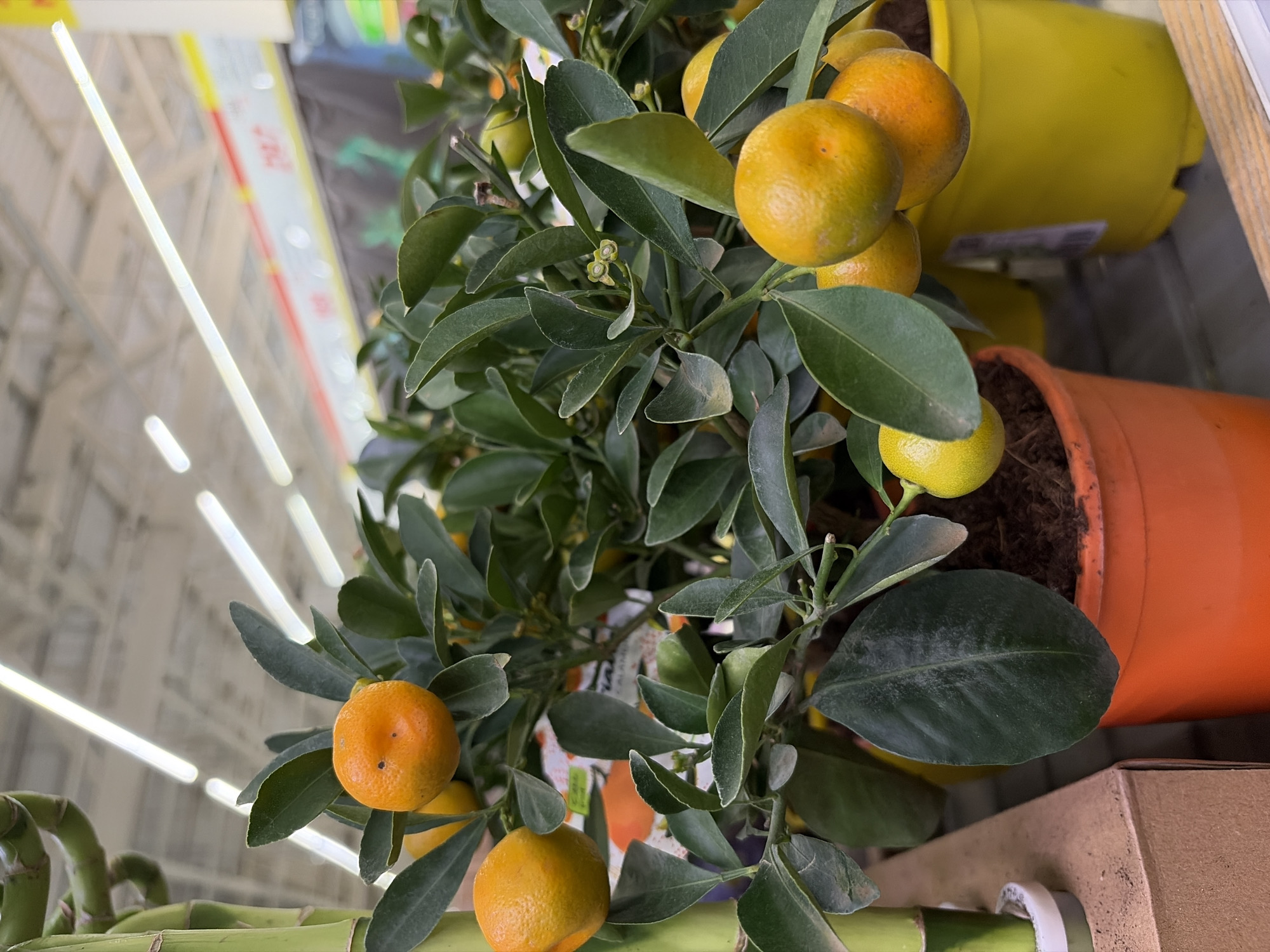 The image shows a close-up of a small citrus tree in a pot. The tree has several ripe, orange-colored fruits and some unripe, green fruits. It is surrounded by green leaves. The tree is in a brown and orange pot, and there is another yellow pot visible in the background. The image appears to have been taken indoors, possibly in a store, as indicated by the background lighting and shelving. The lighting suggests a retail environment. There is no indication of Izhevsk, Russia or people in this image.