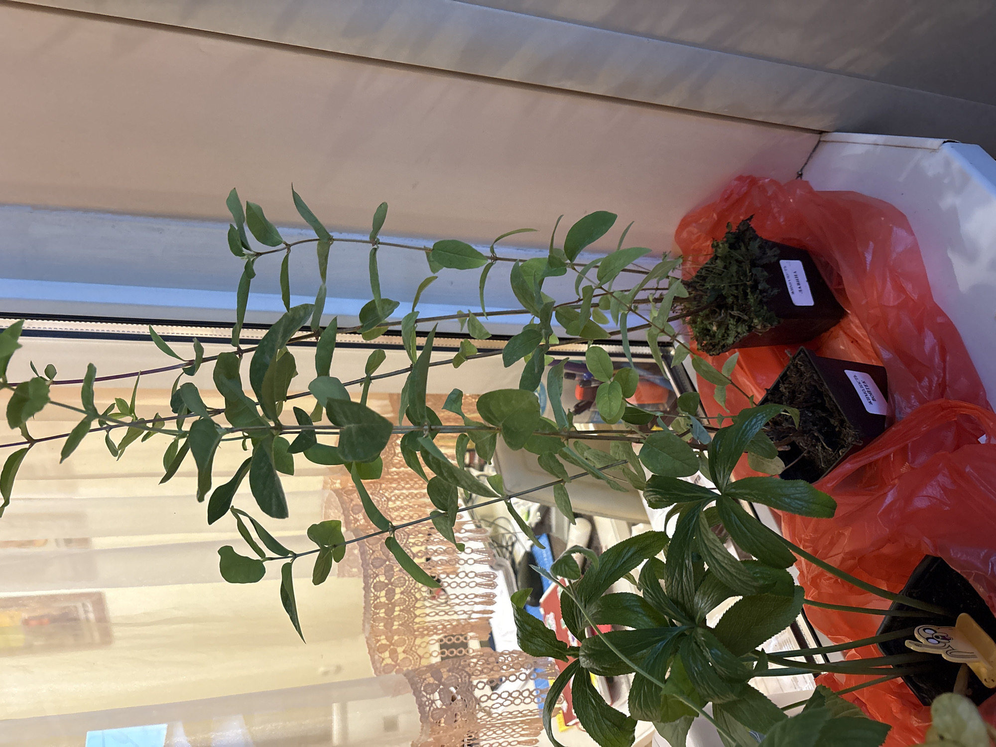 A cluster of three potted plants sits on a windowsill in an indoor environment, likely an apartment, given the presence of curtains with decorative trim. The plant on the far left has broad, dark green leaves and is potted in black plastic. A yellow plastic figure is inserted into its soil. To its right, a tall plant with slender stems and small, oval green leaves is also in a black pot. In the center-right, a third plant with dense, moss-like foliage is in a dark pot. All three plants are placed on a white windowsill, and two are partially obscured by crinkled red plastic bags. In the background, sheer, cream-colored curtains are visible, with a glimpse of what appears to be a desk with papers and office supplies behind them. The overall lighting suggests an indoor setting during daylight hours. The scene is devoid of people or any visible activity. No specific location within Minsk, Belarus, can be determined from the provided image.