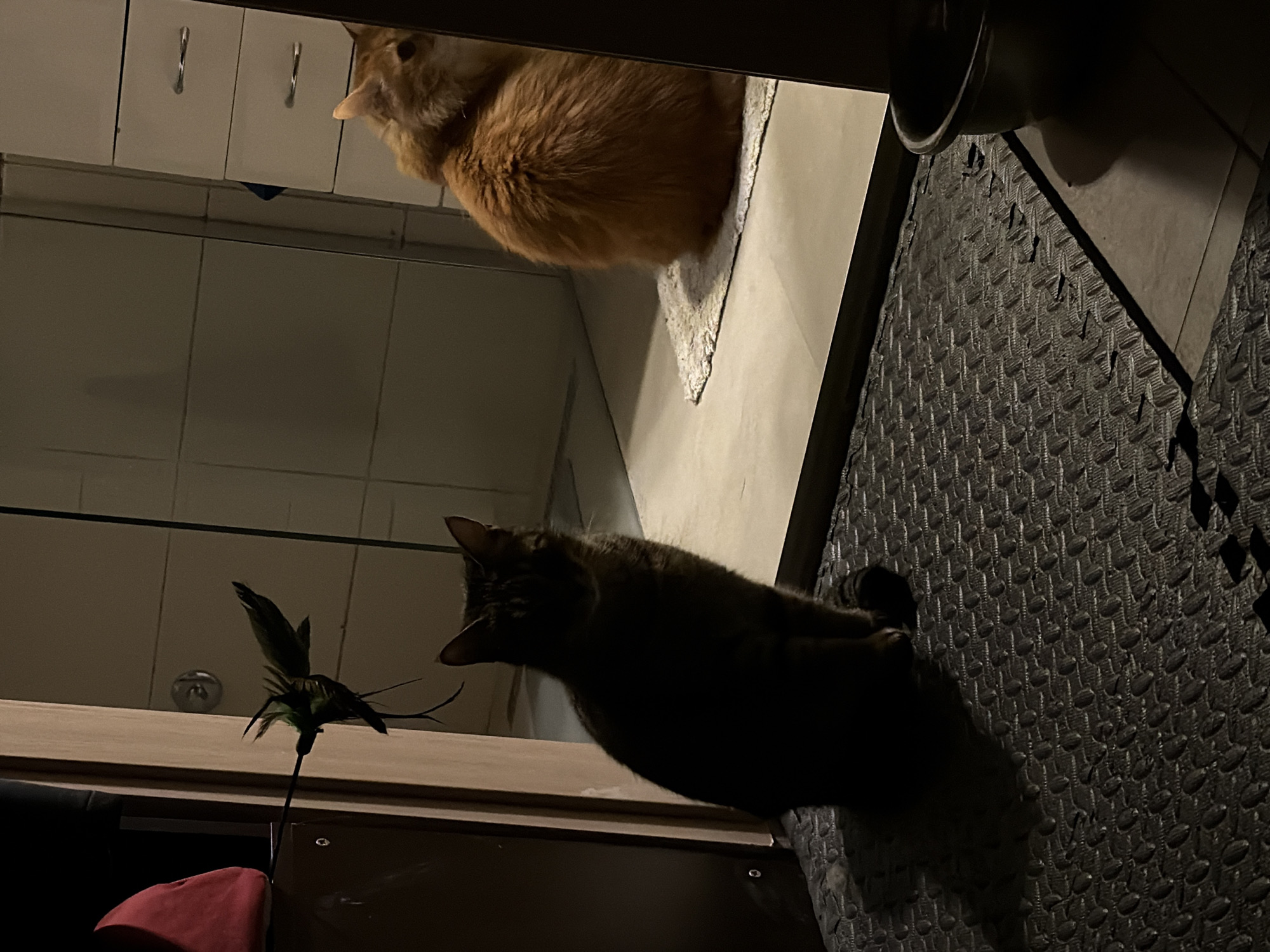 The image appears to be an indoor shot. Two cats are visible, one ginger and one tabby. The ginger cat is positioned above, possibly on a kitchen counter, while the tabby cat is below, near a surface with a cat toy. The background shows kitchen cabinets and textured mats on the floor. The location is unknown and could be in any city, including Belgrade, Serbia. No specific details confirm the location.