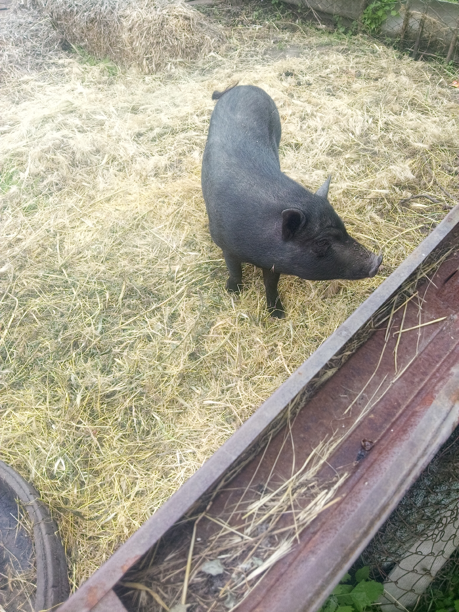 A forensic examination of the image reveals an outdoor animal enclosure in Zelenyi Hai, Ukraine. The primary subject is a single, medium-sized, black domestic pig, positioned off-center to the right, facing towards the right with its head slightly lowered. The pig stands on a bed of light-colored, dry hay and scattered green grass. Its snout exhibits minor dirt or mud residue.
In the lower right foreground, a rusty, rectangular metal trough, approximately 0.6 to 0.7 meters in length and angled diagonally upwards, contains sparse dry hay. To the upper left, a substantial pile of compressed dry hay is visible. The background, particularly in the upper right quadrant, features a chain-link or wire mesh fence with green foliage growing along its base. A dark, worn tire fragment is partially visible in the lower left corner. The scene is illuminated by natural light, indicating daytime. No human subjects are present in the frame.