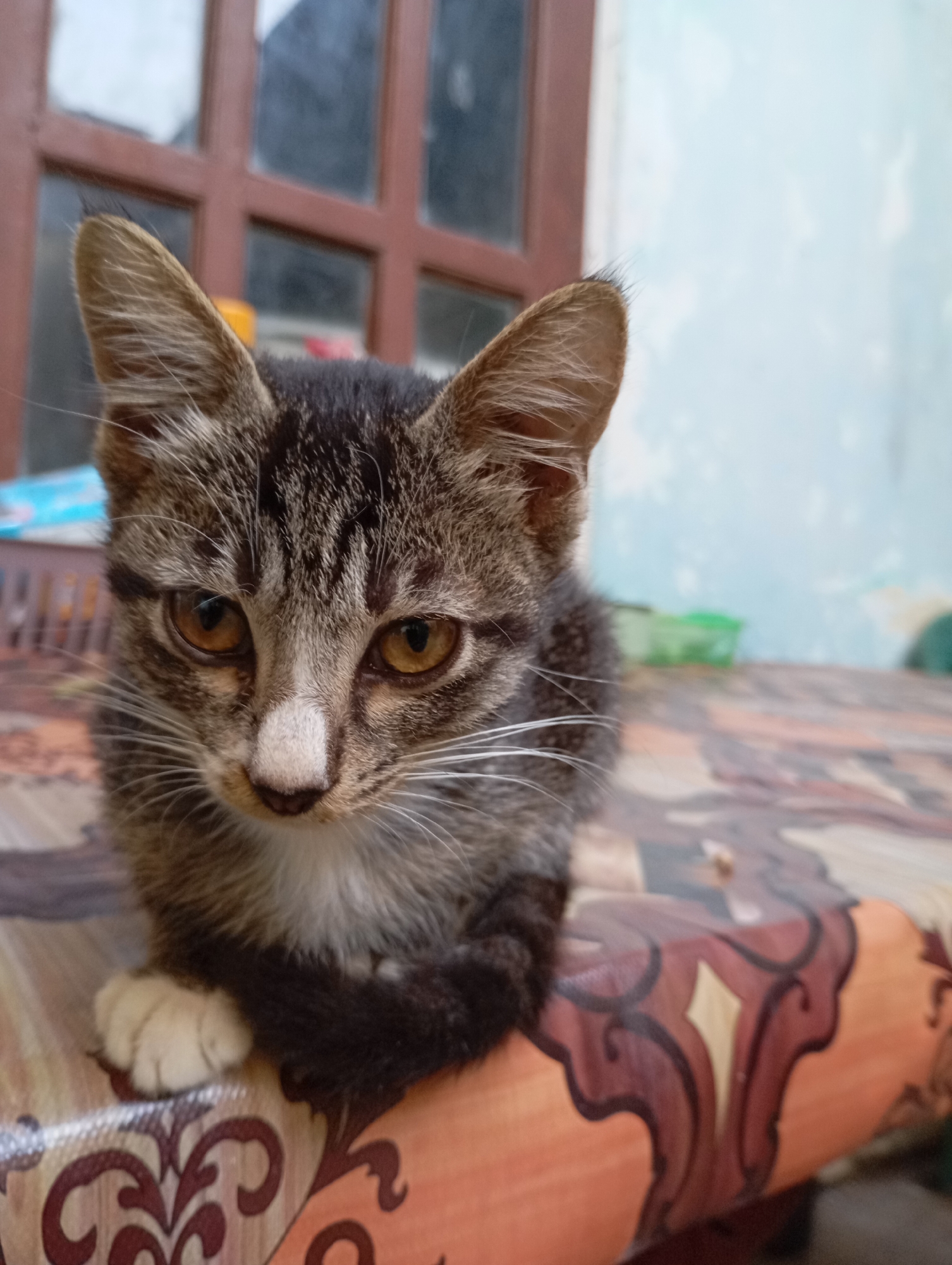 A tabby kitten with brown and black markings sits on a table covered with an orange and brown patterned cloth. The kitten has white fur on its chest and paws, and yellow eyes. The background is blurred, showing a window with brown panes and a light blue wall. The scene appears to be outdoors, possibly in a residential area in Balikpapan, Indonesia.