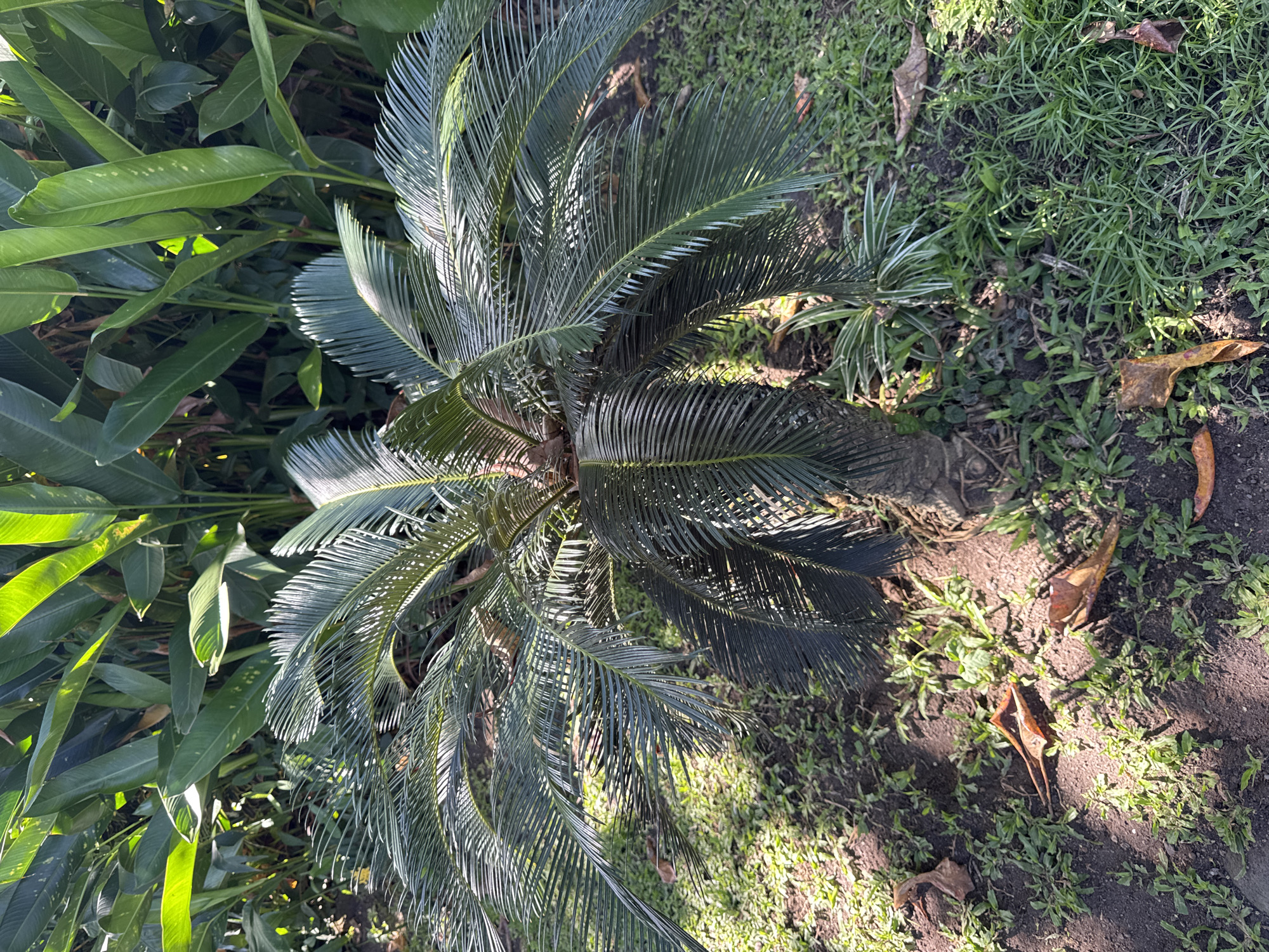 The image depicts a Sago Palm (Cycas revoluta) in Kuta Selatan, Indonesia. The plant is centrally located, surrounded by greenery that includes other types of plants, grass, and ground cover. The ground is a mixture of bare soil and vegetation. No people are visible in the shot. The lighting suggests it is daytime. The scene is a garden or landscaped area.