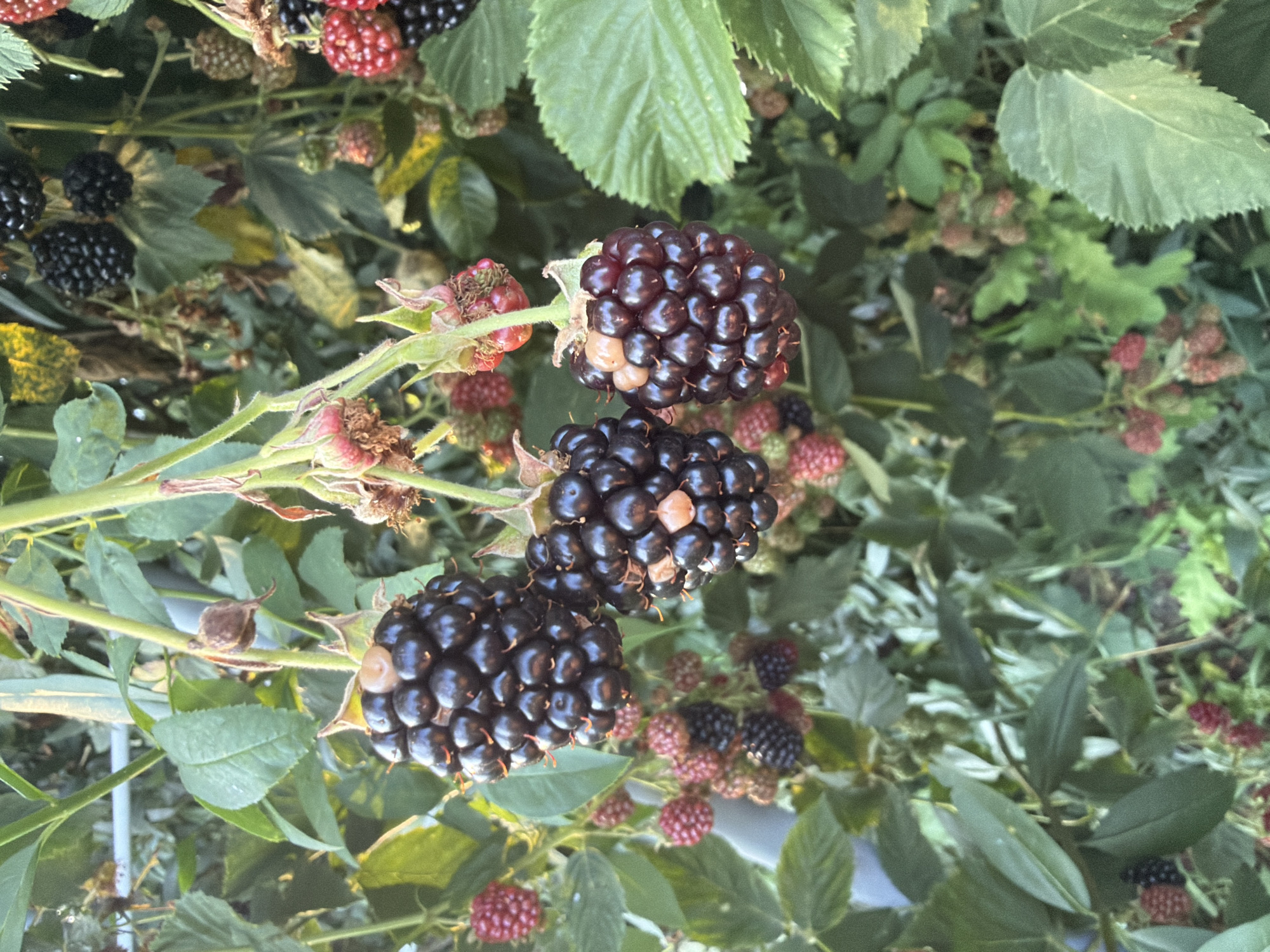 This is a close-up, eye-level, outdoor photograph of ripening blackberries on a bush. The blackberries are dark purple and round, clustered together on their stems. Some are fully ripe, while others are still a reddish-pink color, indicating they are not yet ripe. The leaves of the blackberry bush are a deep green and have serrated edges. The background is blurred, but appears to be more greenery and some out-of-focus blackberries. The lighting suggests it is daytime, possibly late afternoon given the warm tones. The scene is likely a garden or a patch of wild blackberries. There is no indication of any specific location within the city of Bayreuth, Germany, or any people or actions.