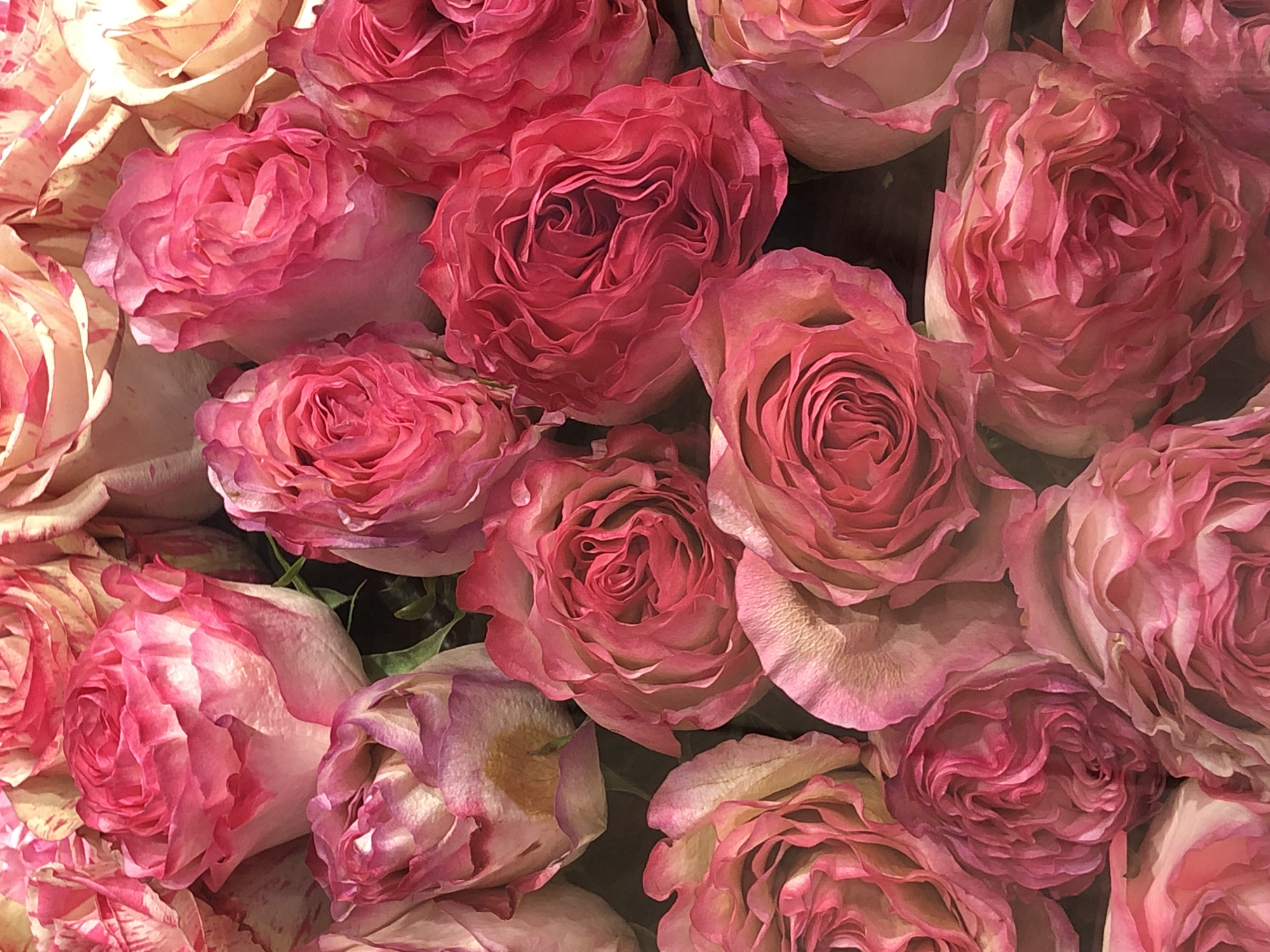 The image shows a close-up of a collection of roses, primarily in shades of pink and cream. Some roses display a mottled or striped pattern in pink and cream, while others are a solid shade of pink. The flowers are tightly packed together, creating a dense floral arrangement. The lighting appears soft, enhancing the textures and subtle color variations in the petals. There is no indication in the image to determine location in the city of Chaikovsky, Russia.