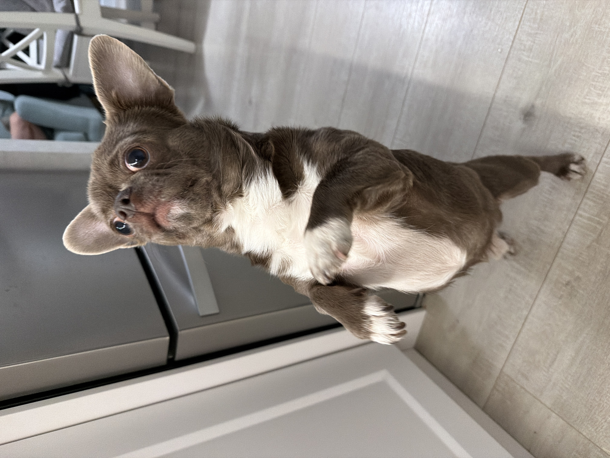 A small, brown and white dog with large ears is standing on a gray floor near white cabinets. The location is in an interior, possibly a home, but there is no other information to connect it to Votkinsk, Russia. There is a chair visible in the background. The dog is looking towards the camera.