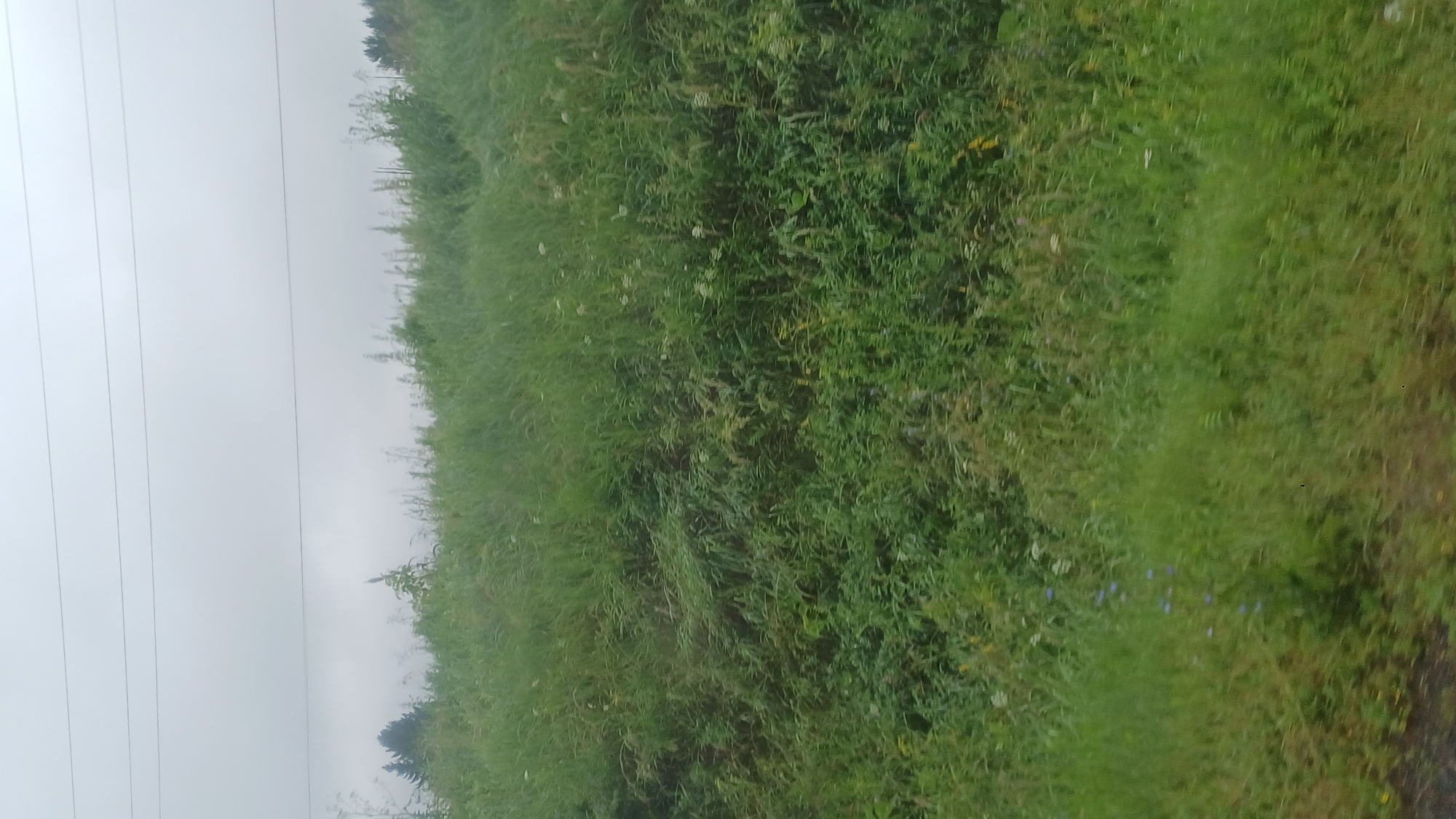 The image depicts an overcast sky above a sloping grassy embankment. Power lines are visible strung across the sky. The embankment is densely covered with various green grasses and wildflowers, with some taller plants and trees visible in the distance, against the hazy horizon. The overall scene appears to be a natural landscape, possibly on the outskirts of a rural area or along a road. There is no indication of any specific location within Buranovo, Russia, or any people or activities. The image is taken from a perspective that suggests movement, possibly from a vehicle.