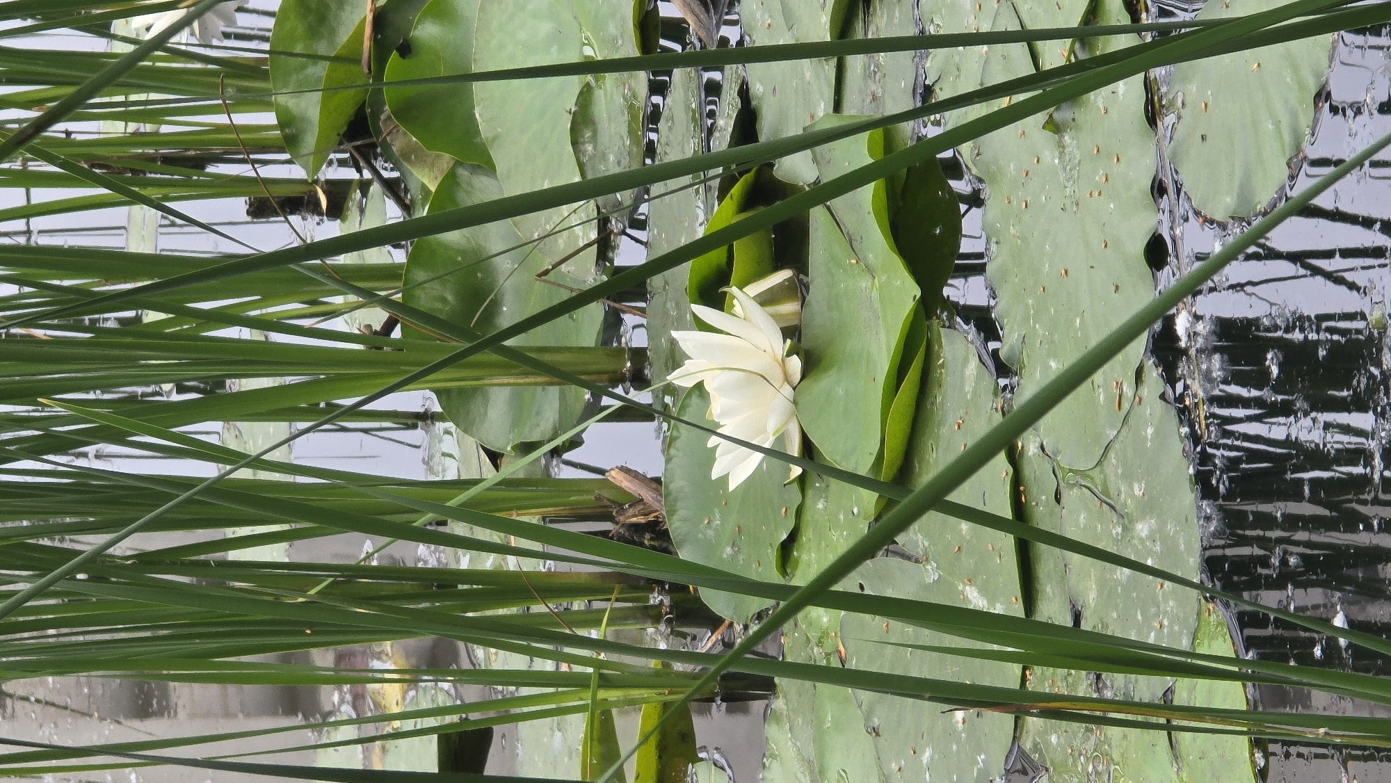 A white water lily (Nymphaea) in full bloom is centrally positioned on a tranquil water body in Kyiv, Ukraine. The lily's bright white petals are surrounded by numerous large, green, circular lily pads, some of which bear small brown specks of debris. Tall, slender green reeds, likely common bulrush or cattail species, stand vertically in a dense formation across the foreground and along the sides of the frame, partially obscuring the view of the water and the distant vegetation. The dark water surface reflects the vertical lines of the reeds and indistinct elements, creating a mottled pattern. No human presence, specific actions, or man-made structures are visible within the frame, indicating a natural aquatic environment, typical of a pond or marsh within a park or botanical garden.