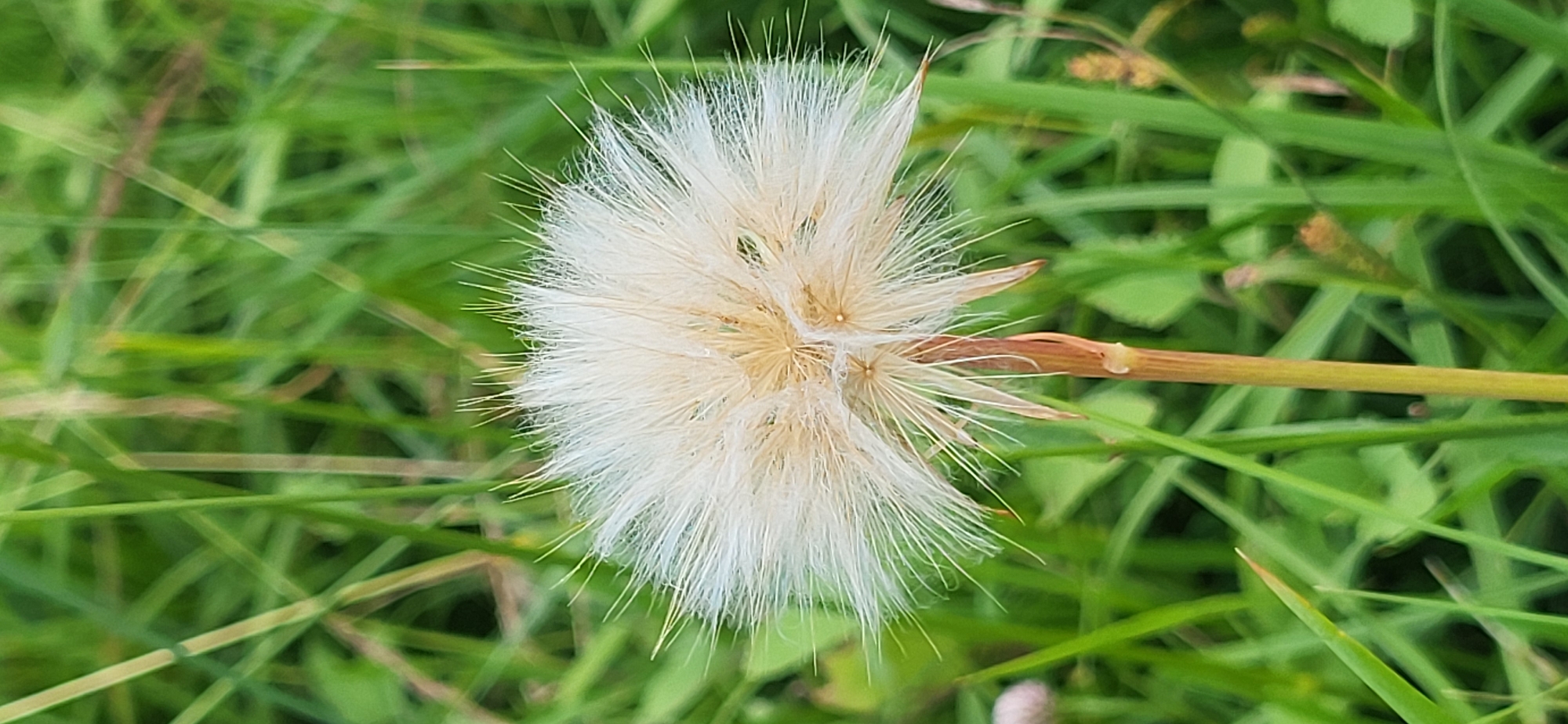 A close-up, vertical, eye-level shot showcases a fuzzy, white seed head of a plant, possibly a dandelion or salsify, set against a blurred backdrop of green grass. The seed head, which occupies the central portion of the frame, is composed of numerous delicate, hair-like structures radiating outwards, with hints of beige and light brown at its base. A thin, light brown stem emerges from beneath the seed head and extends downwards, slightly off-center to the right. The background consists of various shades of green grass, with some blades appearing sharper than others, creating a soft focus effect. There are no people or animals visible in the image. The scene appears to be in a natural outdoor setting, likely a field or meadow, within the village of Hetmanivka, Ukraine.