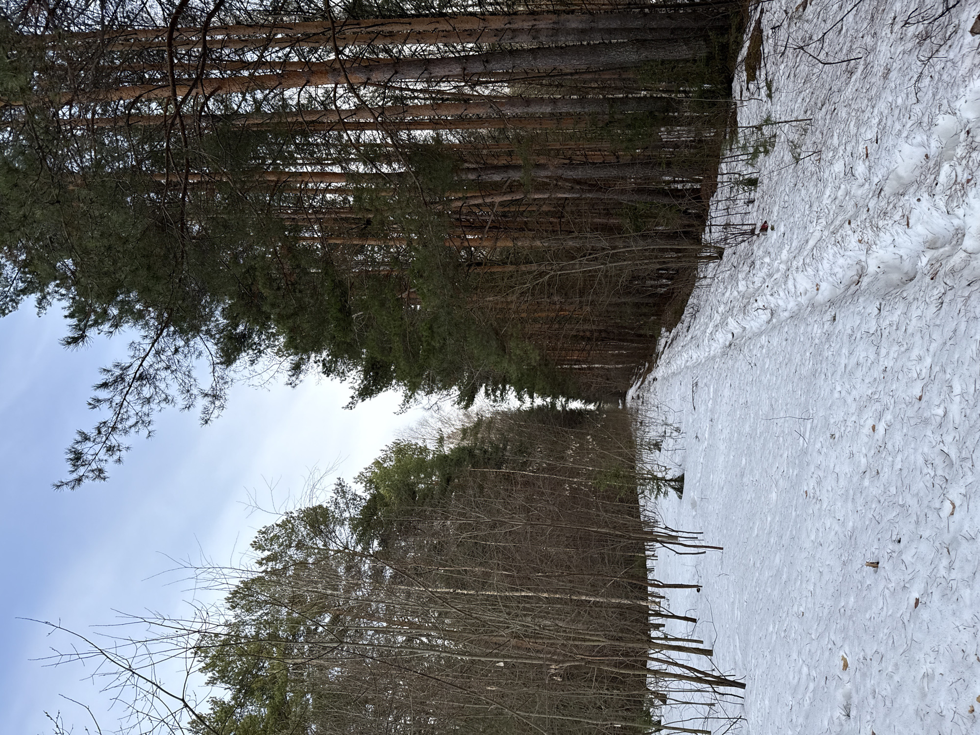 The image shows a snowy path through a forest. The path is mostly covered in snow, with some bare patches visible. The trees on either side of the path are a mix of evergreen and deciduous, with some having dense foliage and others appearing bare. The sky is partially visible through the trees. The photograph's orientation is rotated 90 degrees counterclockwise. The location is unknown.