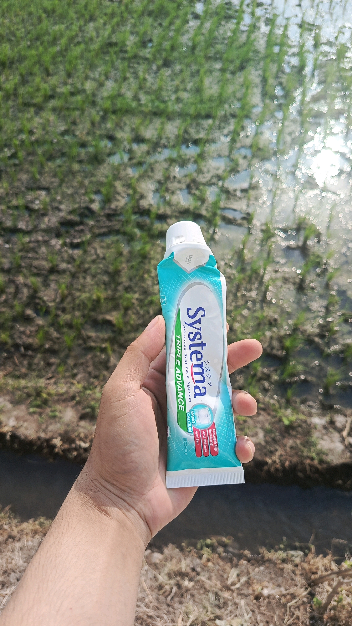 A person's left hand is holding a tube of Systema toothpaste in front of a blurred background of a rice paddy. The toothpaste tube is turquoise and white, with the brand name "Systema" prominently displayed in blue lettering. Below "Systema," it reads "Advanced Oral Care System" and "Triple Advance." A small Japanese inscription is visible to the right of "Systema." The hand is positioned to the right of the tube, with the thumb and index finger holding it securely. The background shows rows of green rice stalks with patches of muddy water, characteristic of a rice field. Sunlight reflects off the water, creating a bokeh effect. The scene appears to be outdoors, possibly in a rural area. The location is Babadan, Indonesia.