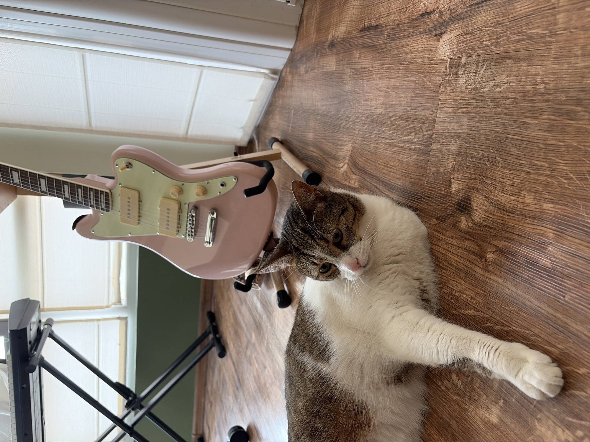 A domestic cat with white and tabby markings lies on a wooden floor, looking to its left. Behind the cat, a pink electric guitar stands upright on a wooden guitar stand. To the left of the guitar, a black keyboard is supported by a black metal stand. The background consists of a pale green wall, large windows with white blinds, and a white doorframe. The scene is indoors, with natural light filtering in from the windows.