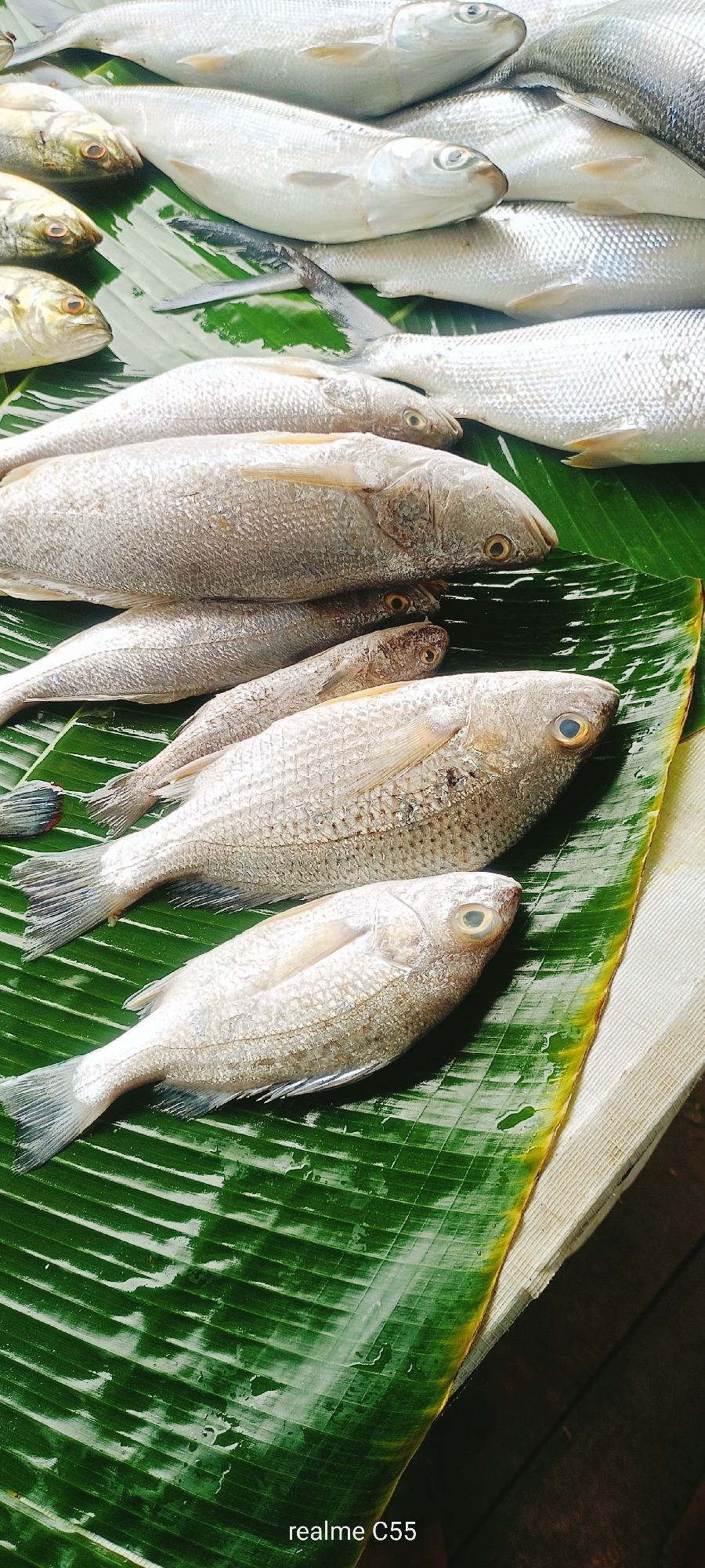 The image displays a collection of fresh fish laid out on a large, green banana leaf, a common practice for presenting seafood in many parts of Indonesia, including Lhokseumawe. The fish appear to be of similar size and type, with silvery scales and prominent eyes. They are arranged in overlapping layers, with some in focus and others slightly blurred, indicating a close-up shot taken from above. The banana leaf is wet, suggesting the fish have been recently caught or washed.
In the foreground, two fish are clearly visible, lying side-by-side on the leaf. Their bodies are elongated, and their fins are spread. Further back, more fish are stacked, creating a visually appealing display of the day's catch. The background shows a hint of a light-colored surface, possibly a table or mat, and a darker, out-of-focus area that might be part of the market stall or surrounding environment.
The lighting suggests it might be daytime, possibly morning or midday, given the bright but not harsh illumination. There are no people visible in the frame, focusing the attention entirely on the fish and their presentation. The overall scene evokes a sense of freshness and abundance, common in local markets.
At the bottom of the image, the text "realme C55" is visible, indicating the phone model used to capture the photograph. This detail provides context about the origin of the image file itself, but does not describe the scene depicted. The image is a straightforward representation of fresh fish ready for sale or preparation.
