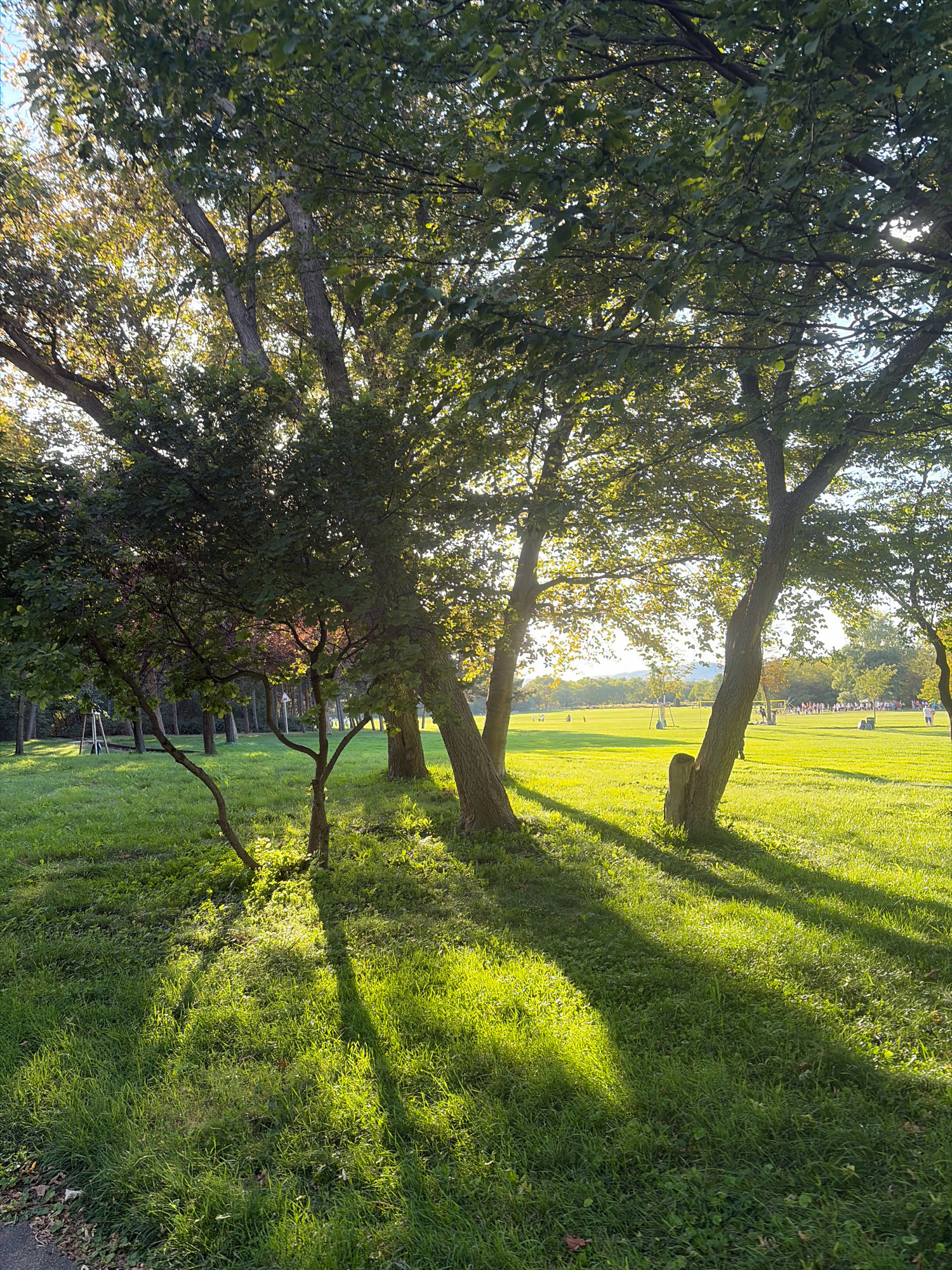 The image depicts a park with lush green grass under a canopy of mature trees, dappled with sunlight and long shadows. In the background, a wide expanse of a manicured lawn stretches out, dotted with a few individuals engaged in various recreational activities, such as playing with a frisbee or walking. Further in the distance, a crowd of people are gathered, and a glimpse of distant hills under a bright sky suggests an open, outdoor setting. The overall impression is one of a tranquil, sunlit park on a pleasant day, possibly late afternoon given the angle of the sunlight and the length of the shadows. The location is identified as Unknown, Unknown.